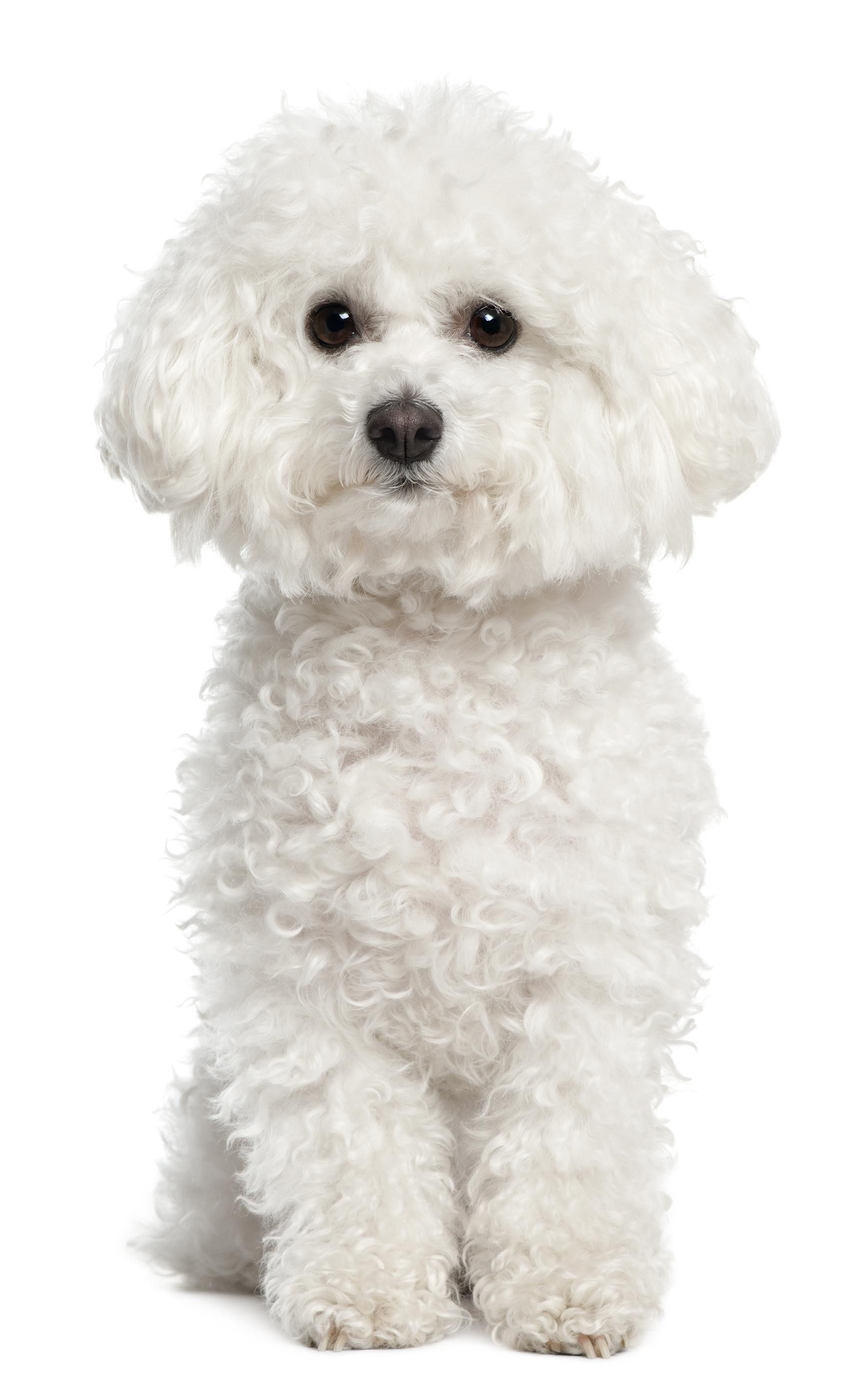 Small White Curly Dog Breeds >>> Read more about living with pet ...
