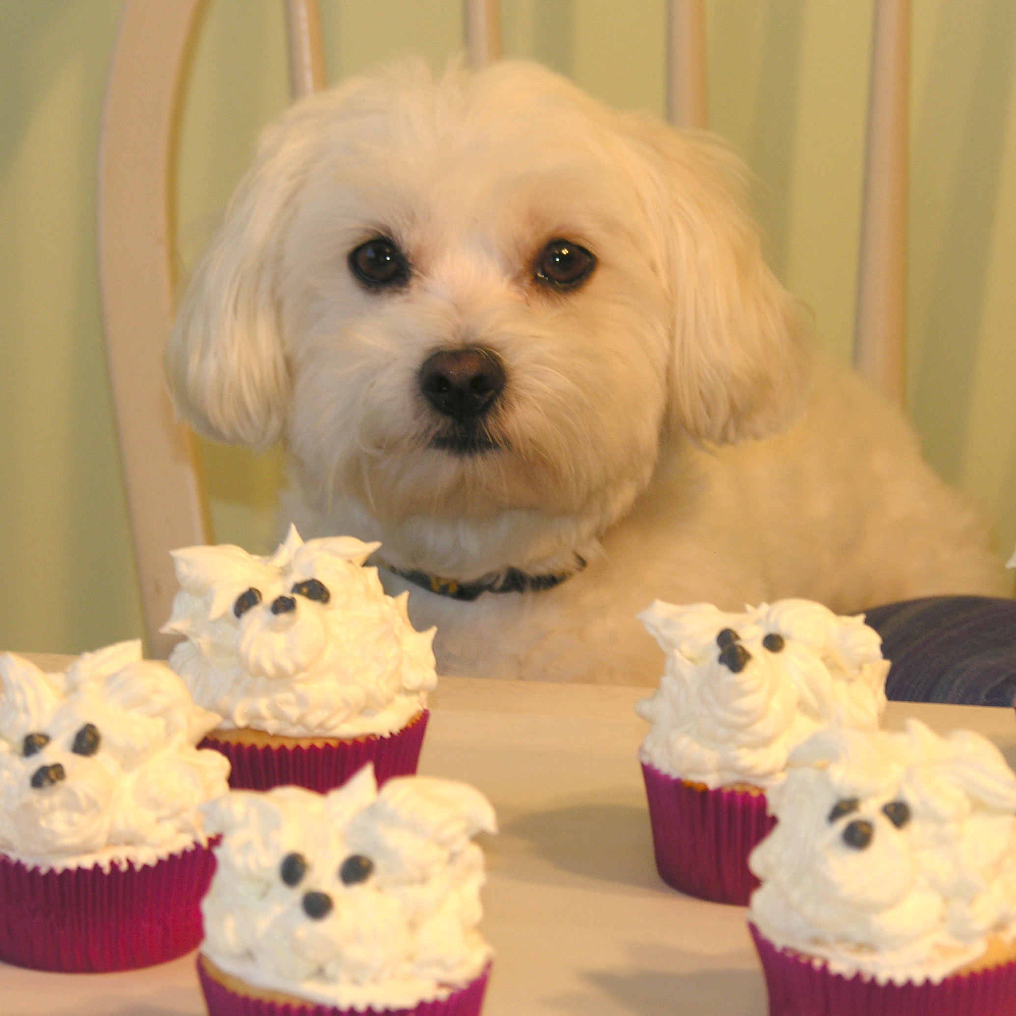 white dog cupcakes | eASYbAKED