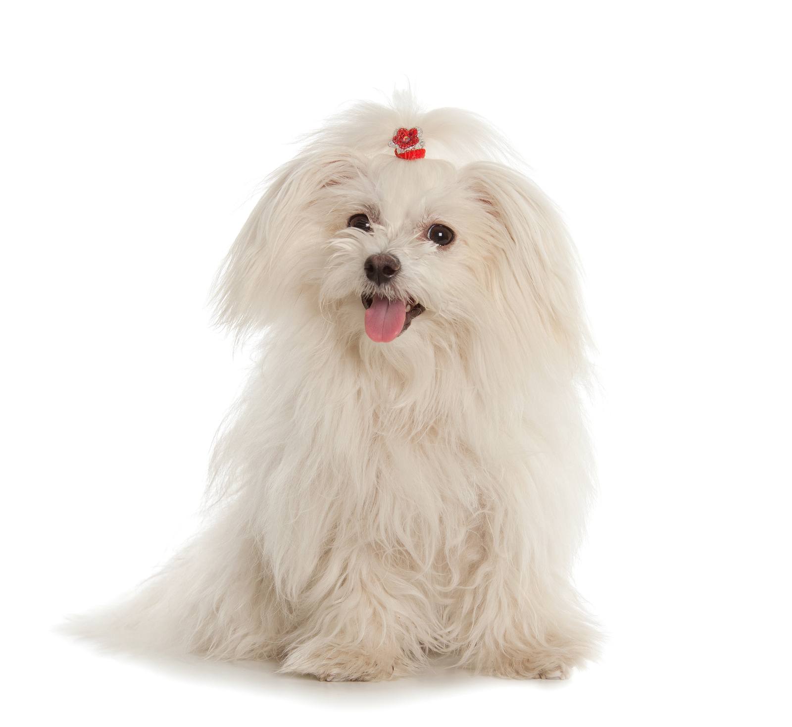 5 of the best small white dog breeds - Practical Paw | The Dog ...