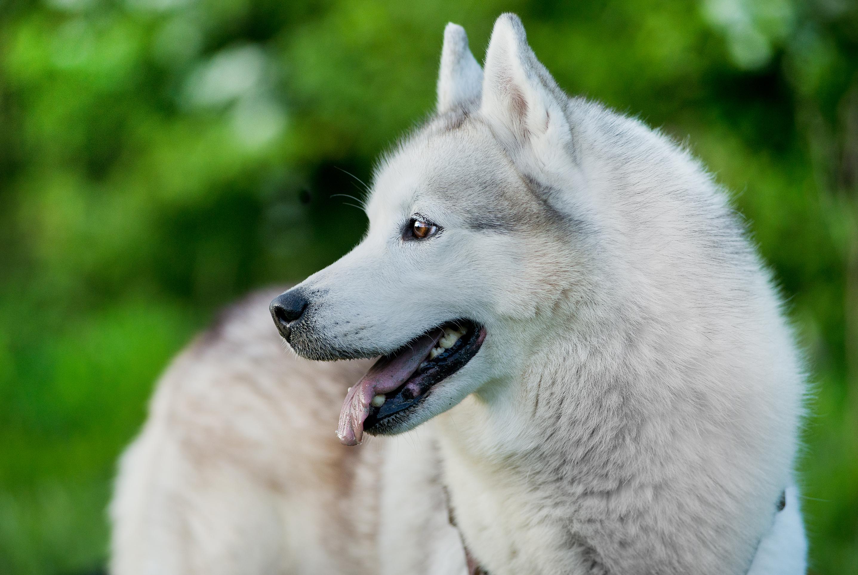 Free picture: dog, canine, portrait, cute, husky, white dog ...