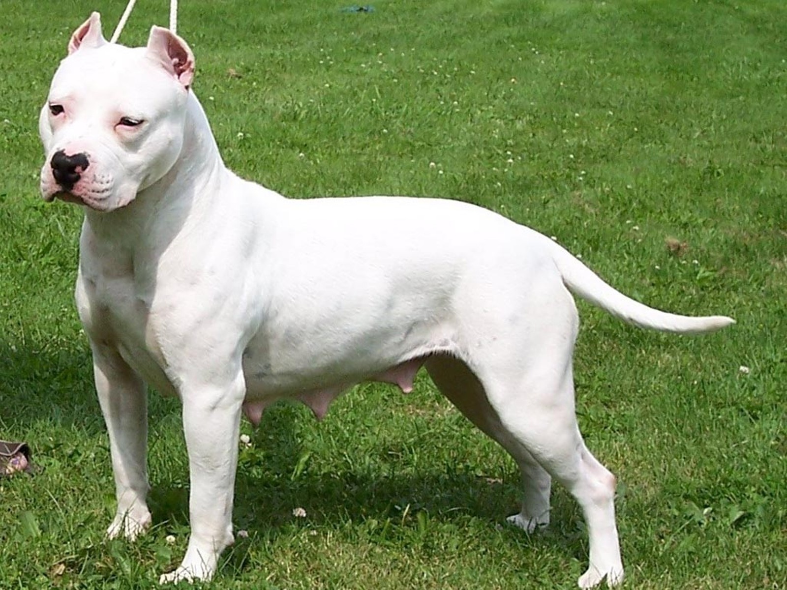 American-pitbull-terrier-white-dog-new-desktop-wallpapers-in-high ...