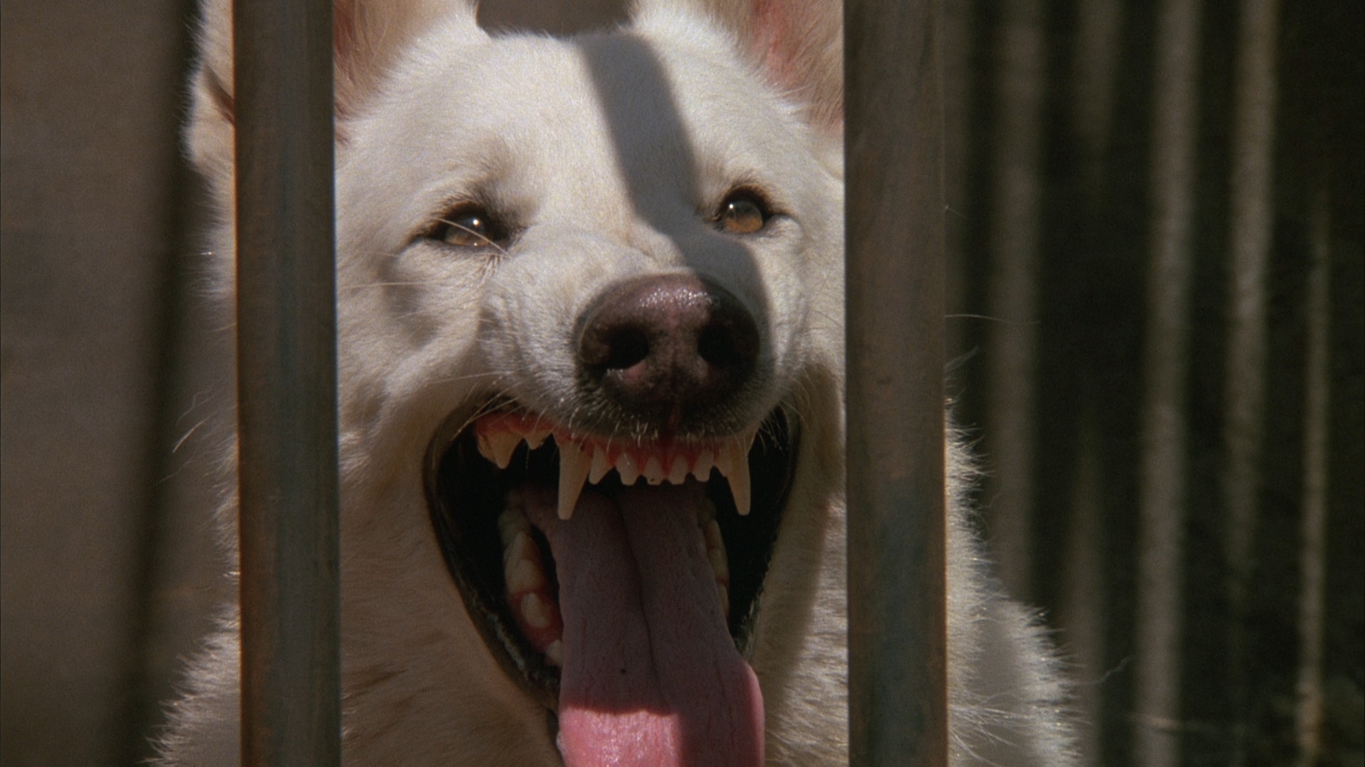 White Dog Blu-ray - Kristy McNichol