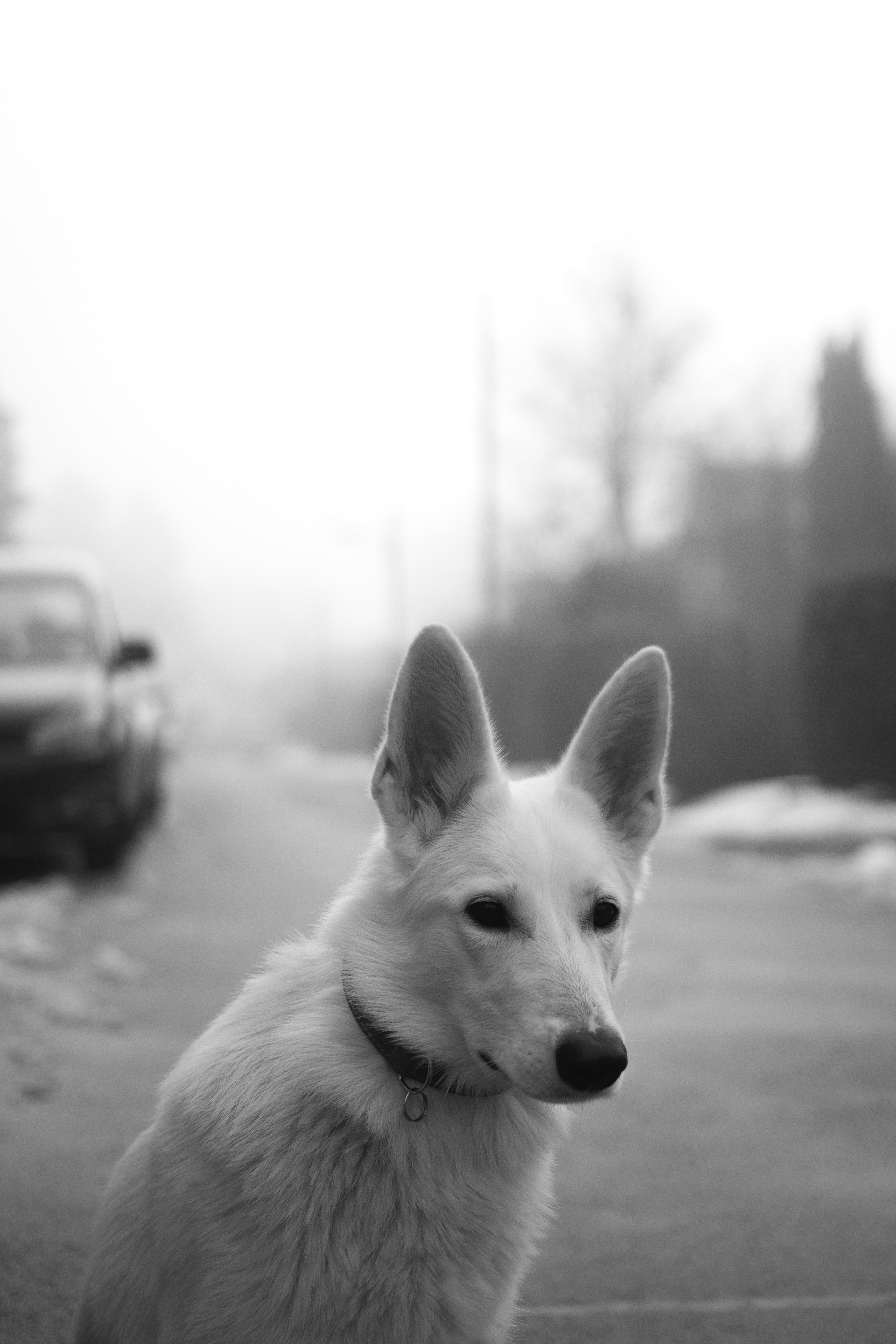 White dog on road photo
