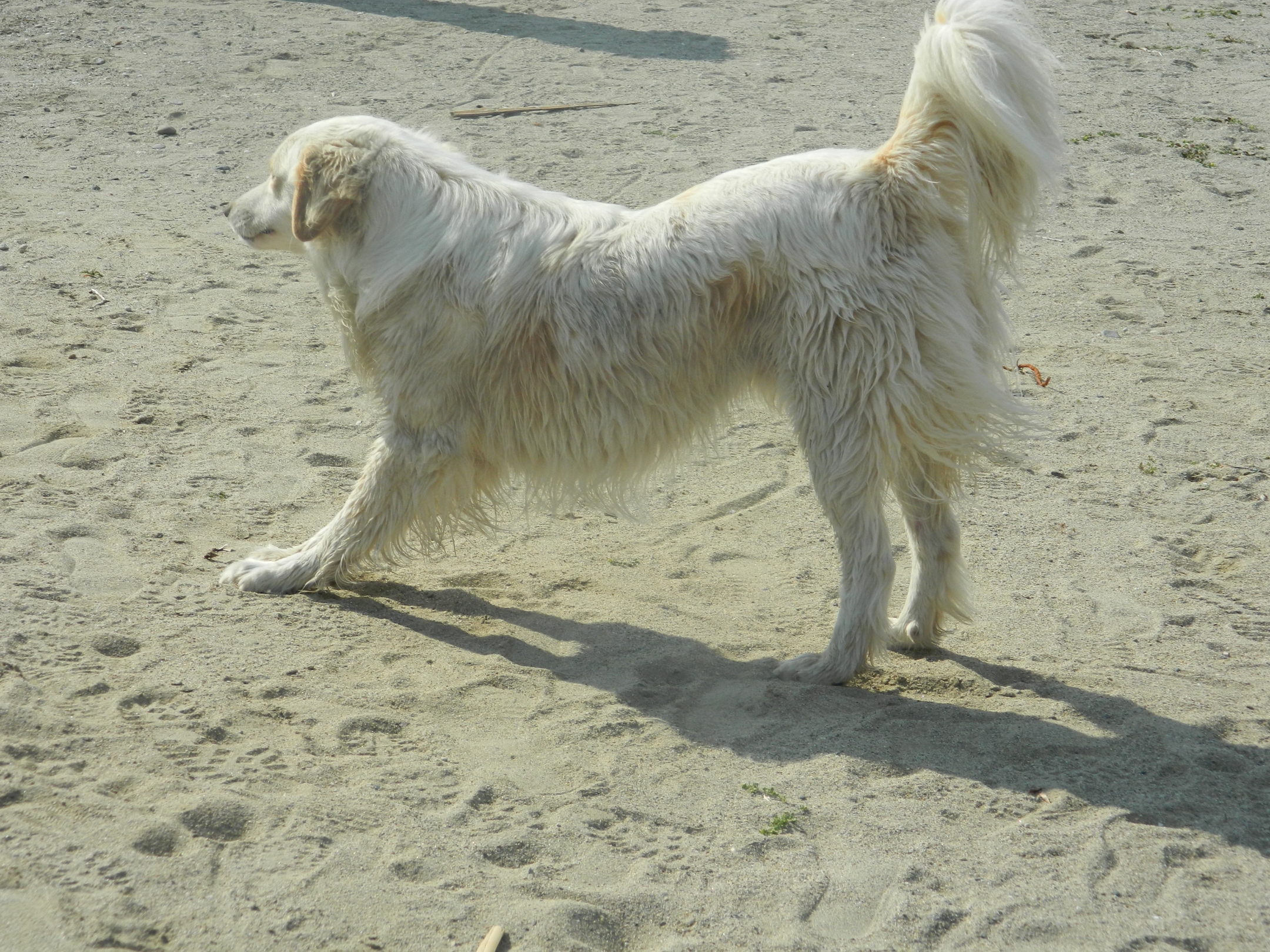 White dog on the beach photo