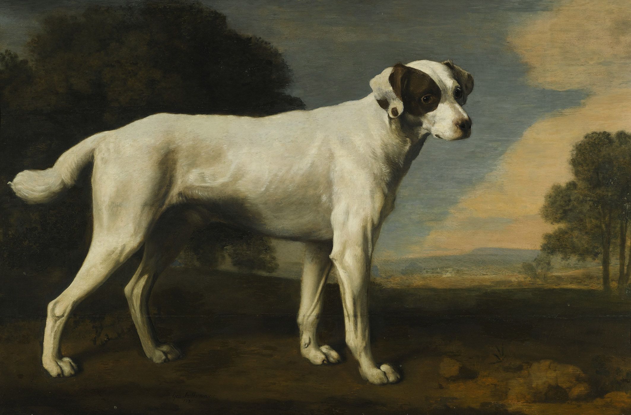 George Stubbs Portrait of a white dog, the property of Lord ...
