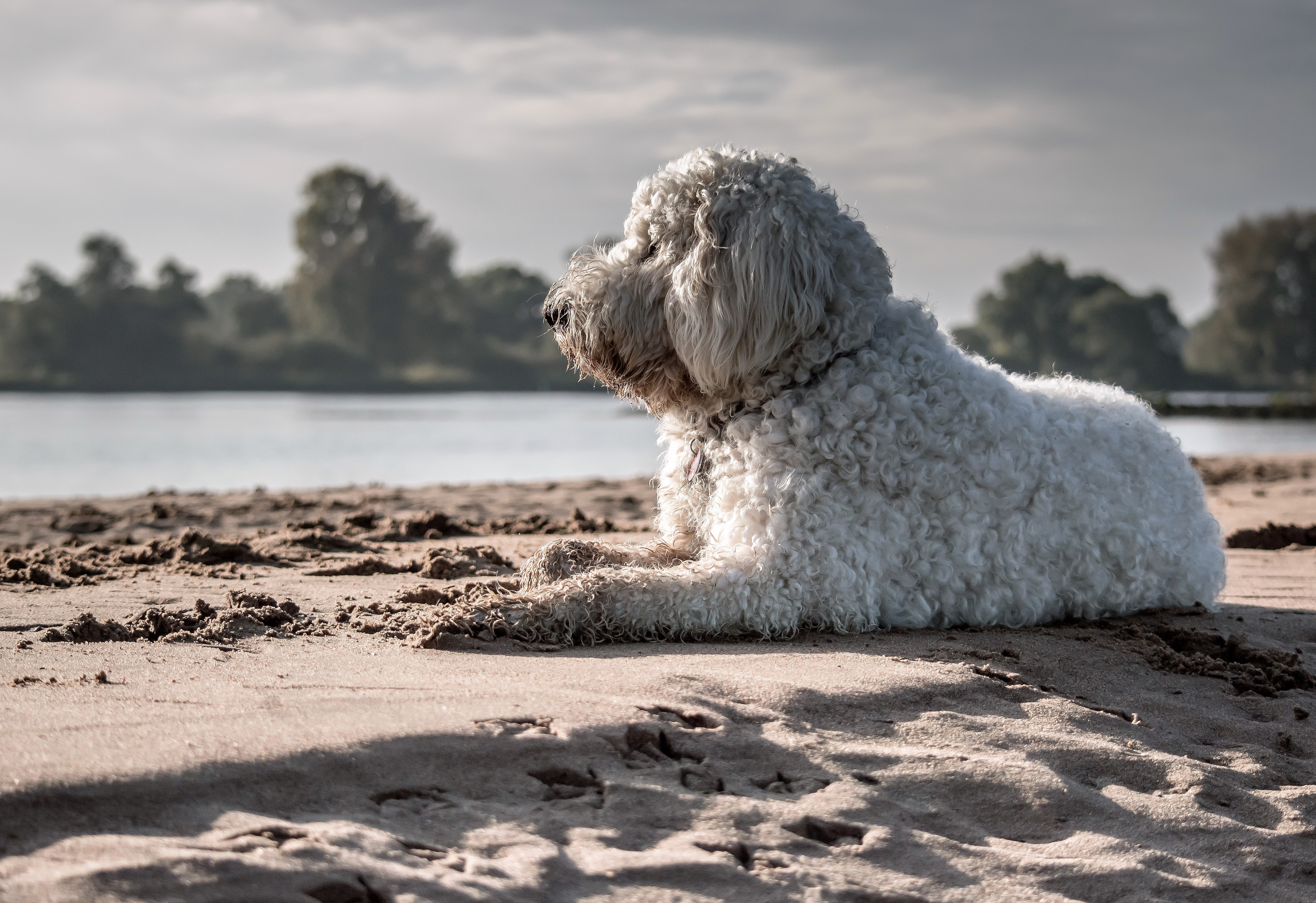 White Dog Sitting on Seashore, Animal portrait, Beach, Canine, Dawn, HQ Photo