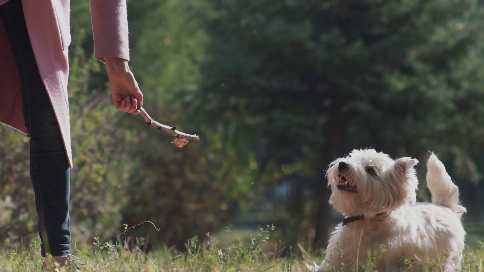 Slowmotion: West highland white terrier. Female hand throwing a ...