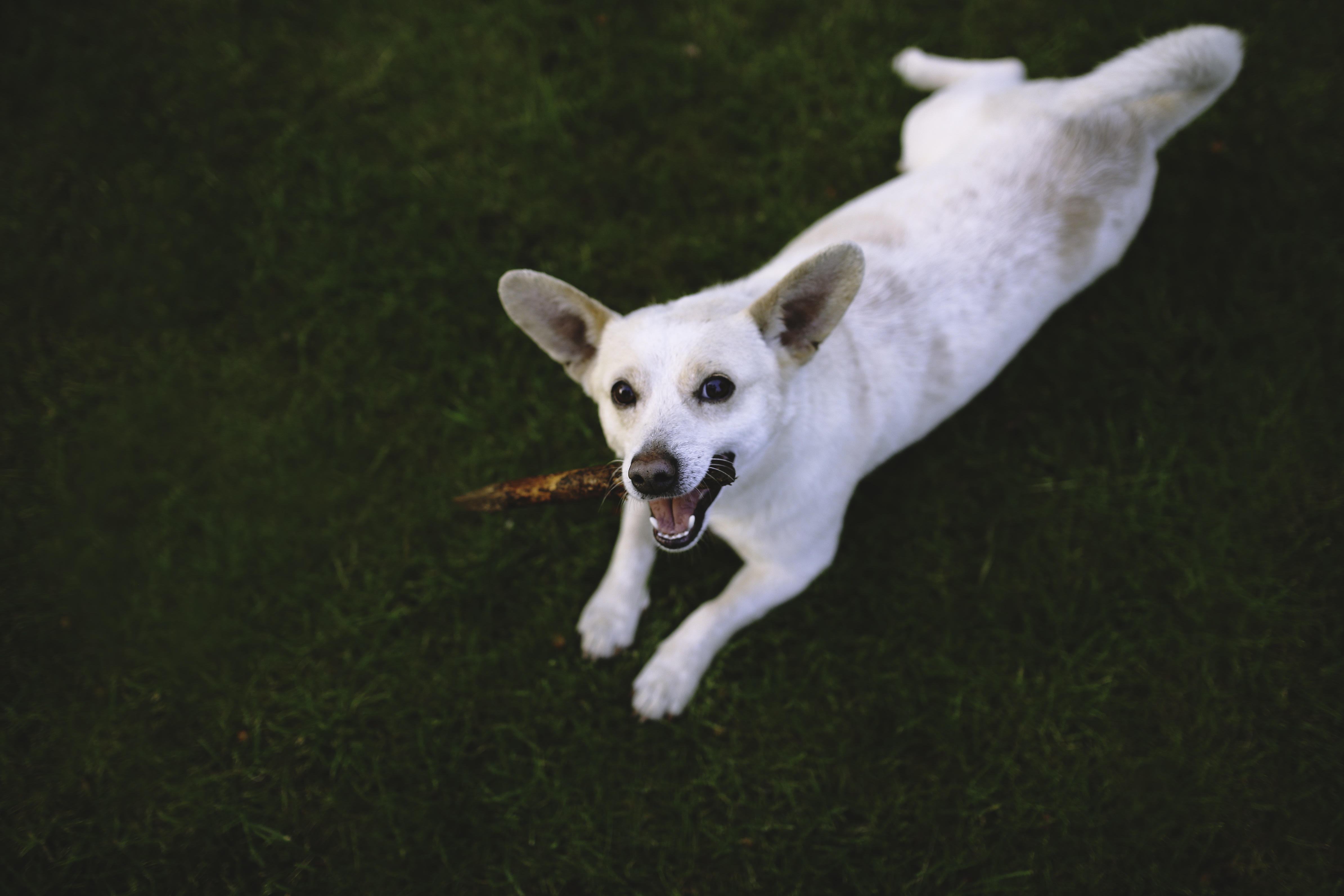 Free Images : nature, grass, outdoor, white, play, animal, playing ...