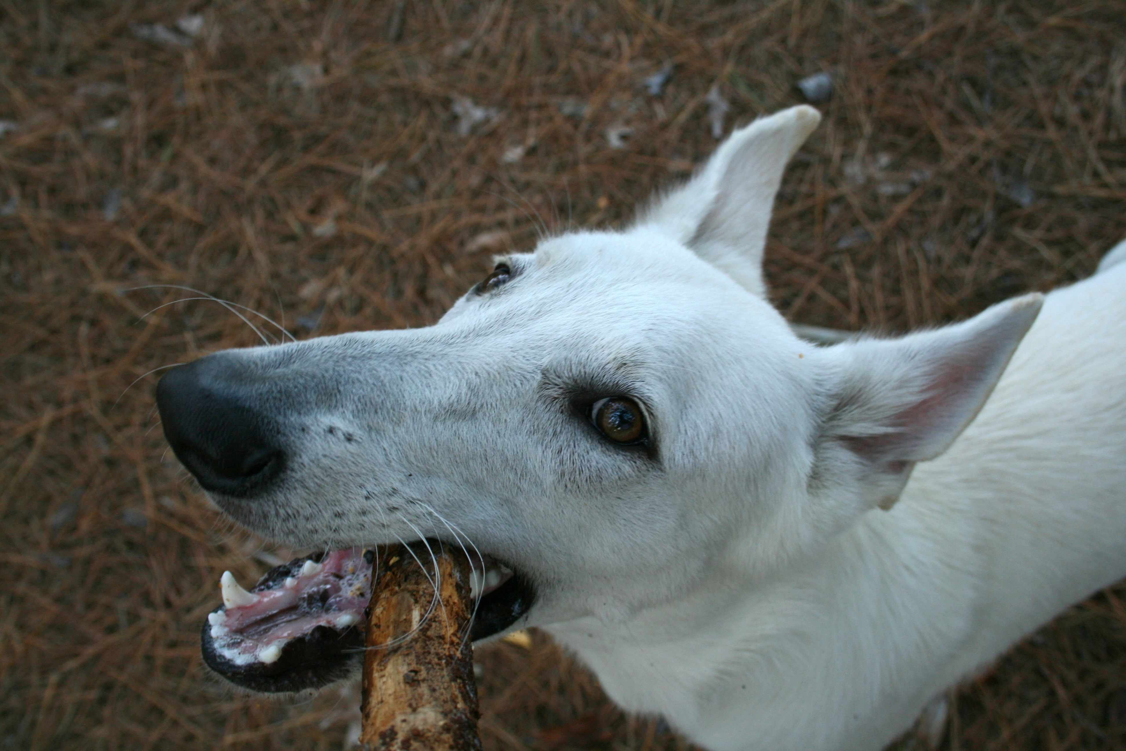 File:2008-08-21 White German Shepherd chewing on a stick.jpg ...