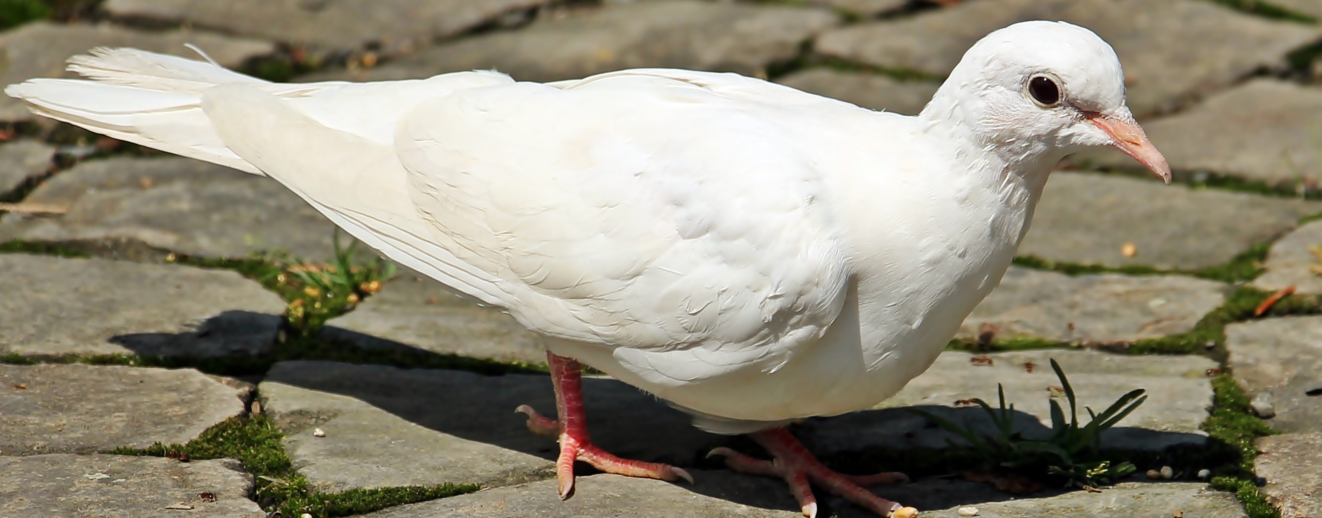 White dove photo