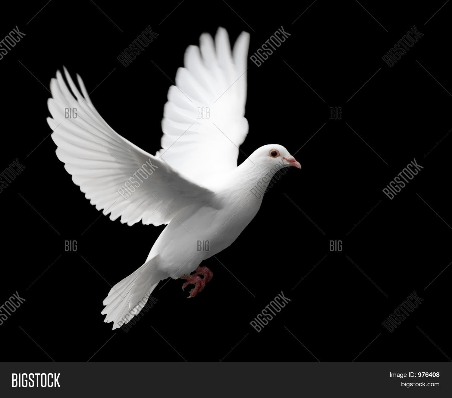 White Dove Flight 1 Image & Photo | Bigstock