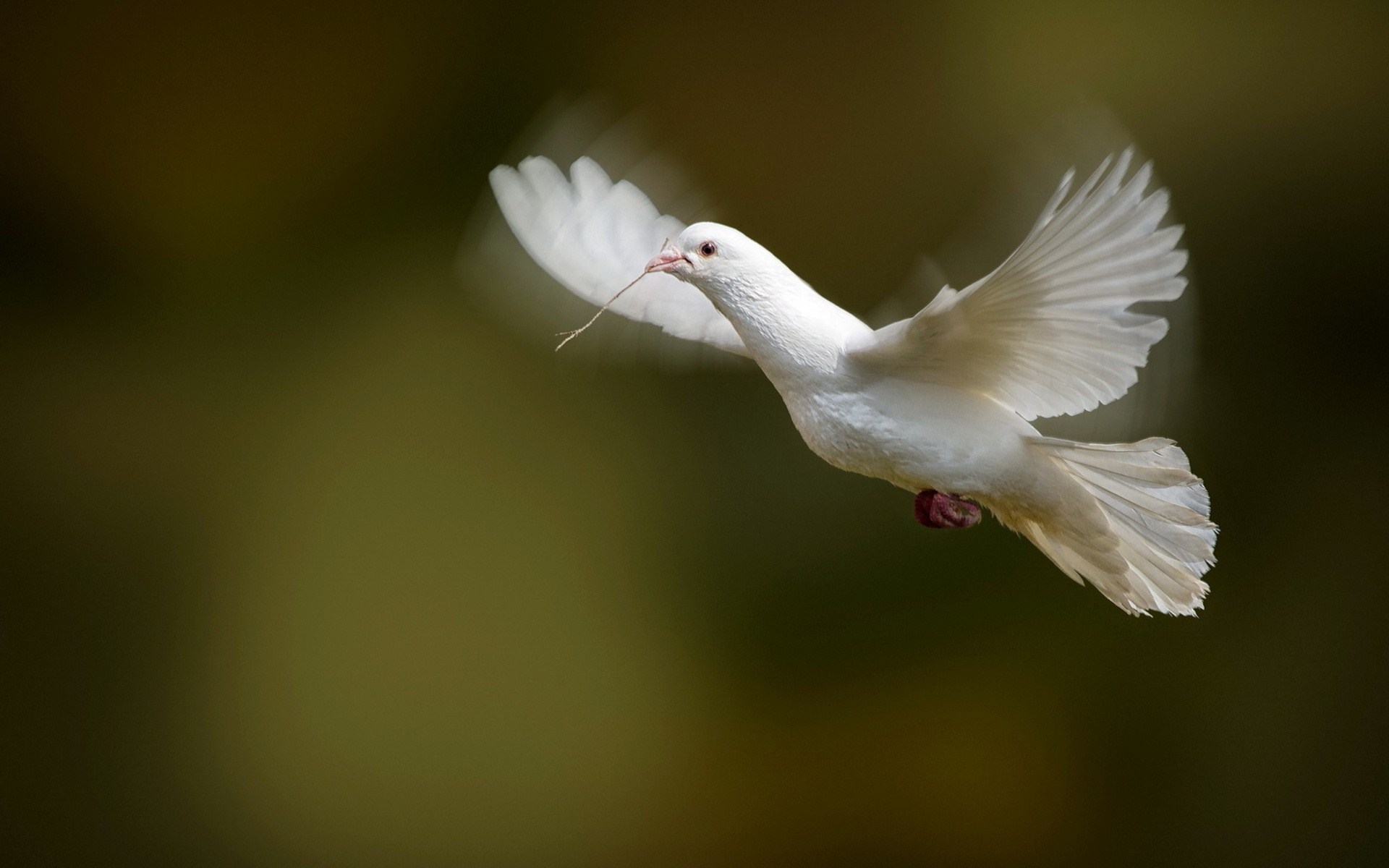 Flying white dove hd wallpaper download