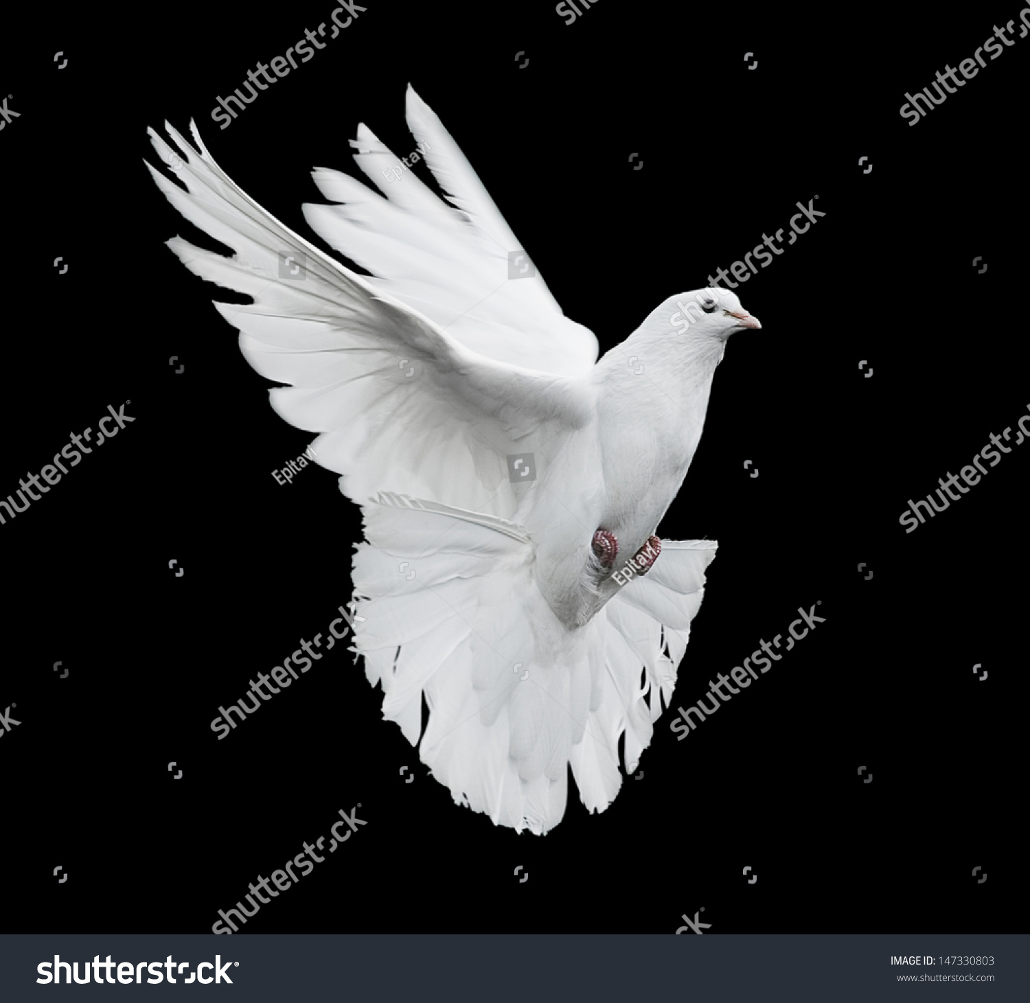 Flying White Dove On Black Background Stock Photo (Royalty Free ...