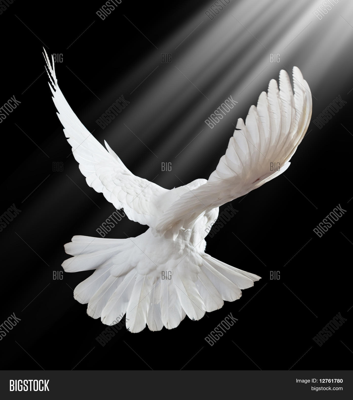 Free Flying White Dove On Black Image & Photo | Bigstock