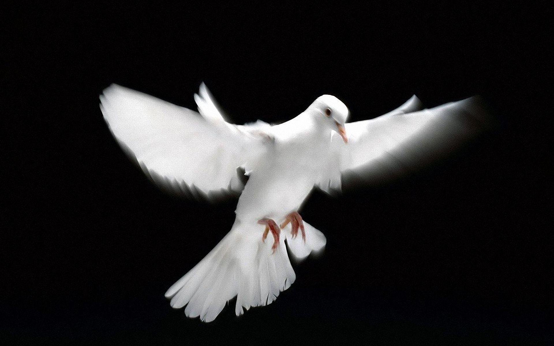 White Dove Wallpapers - Wallpaper Cave