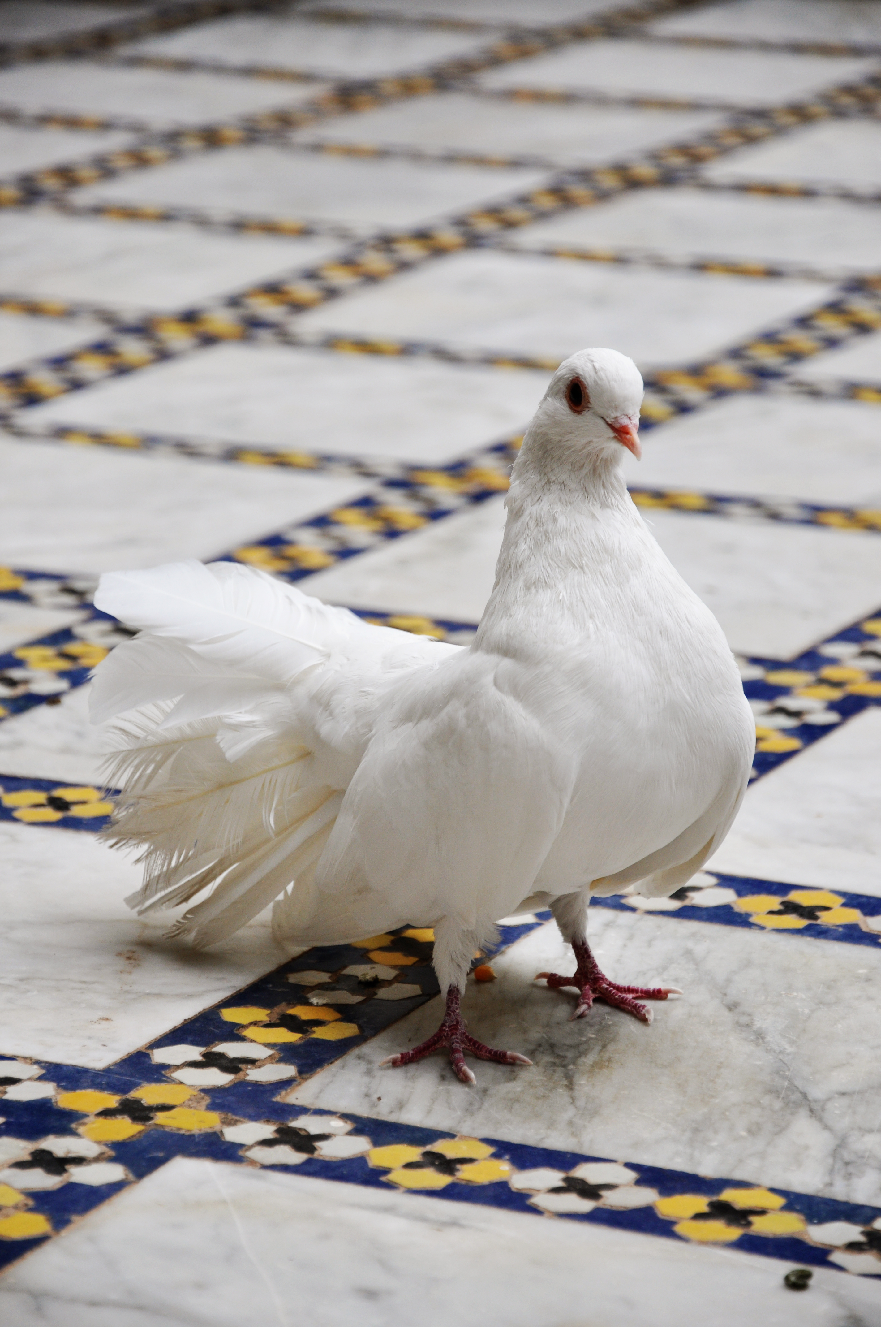 White dove on tiled floor photo