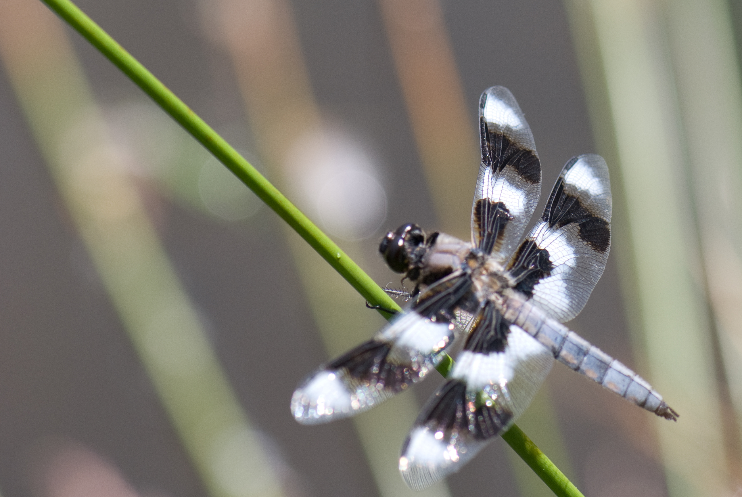 File:Black and white dragonfly (5648398791).jpg - Wikimedia Commons