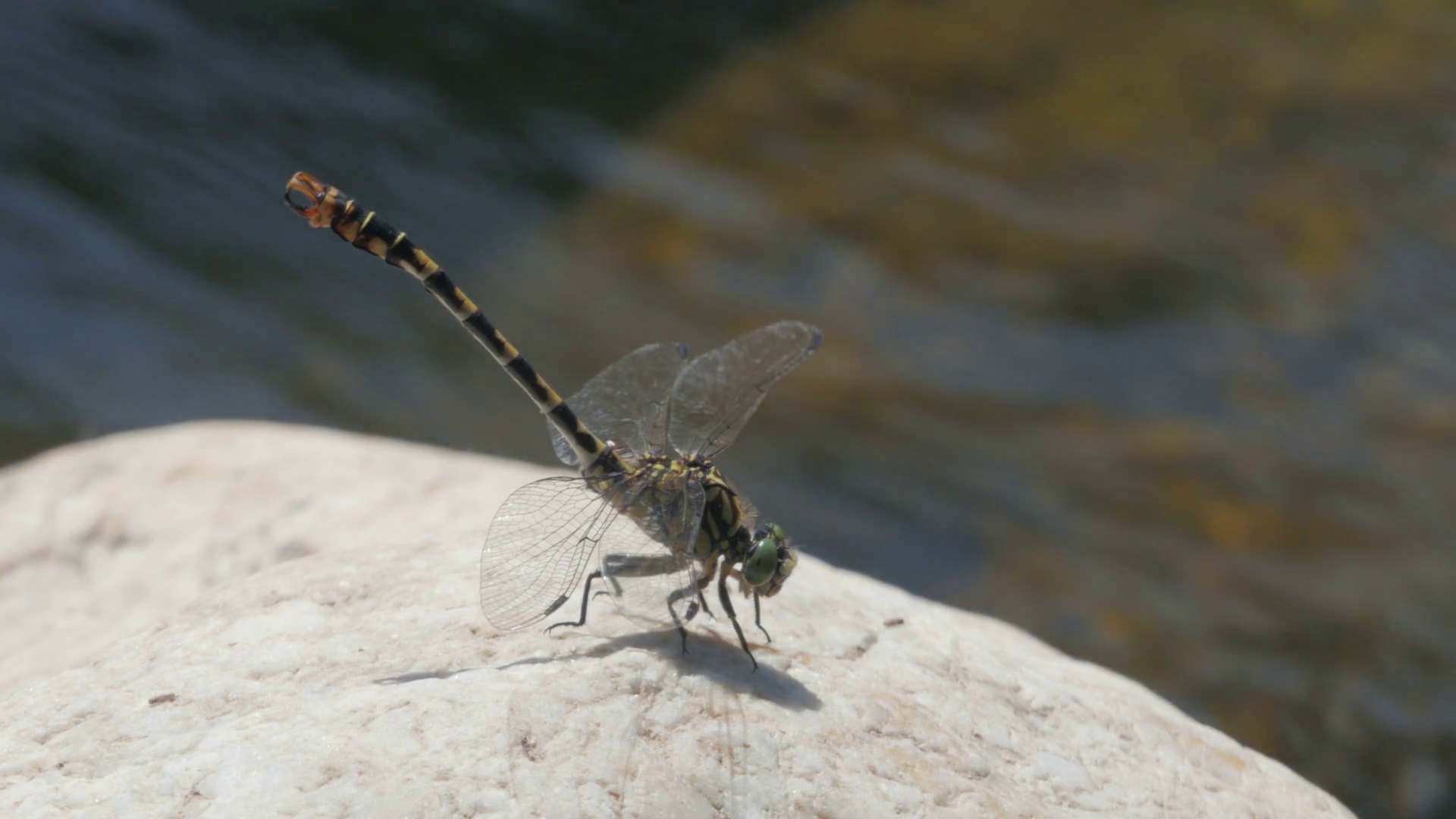Beautiful scene with dragonfly standing on white rock and then ...