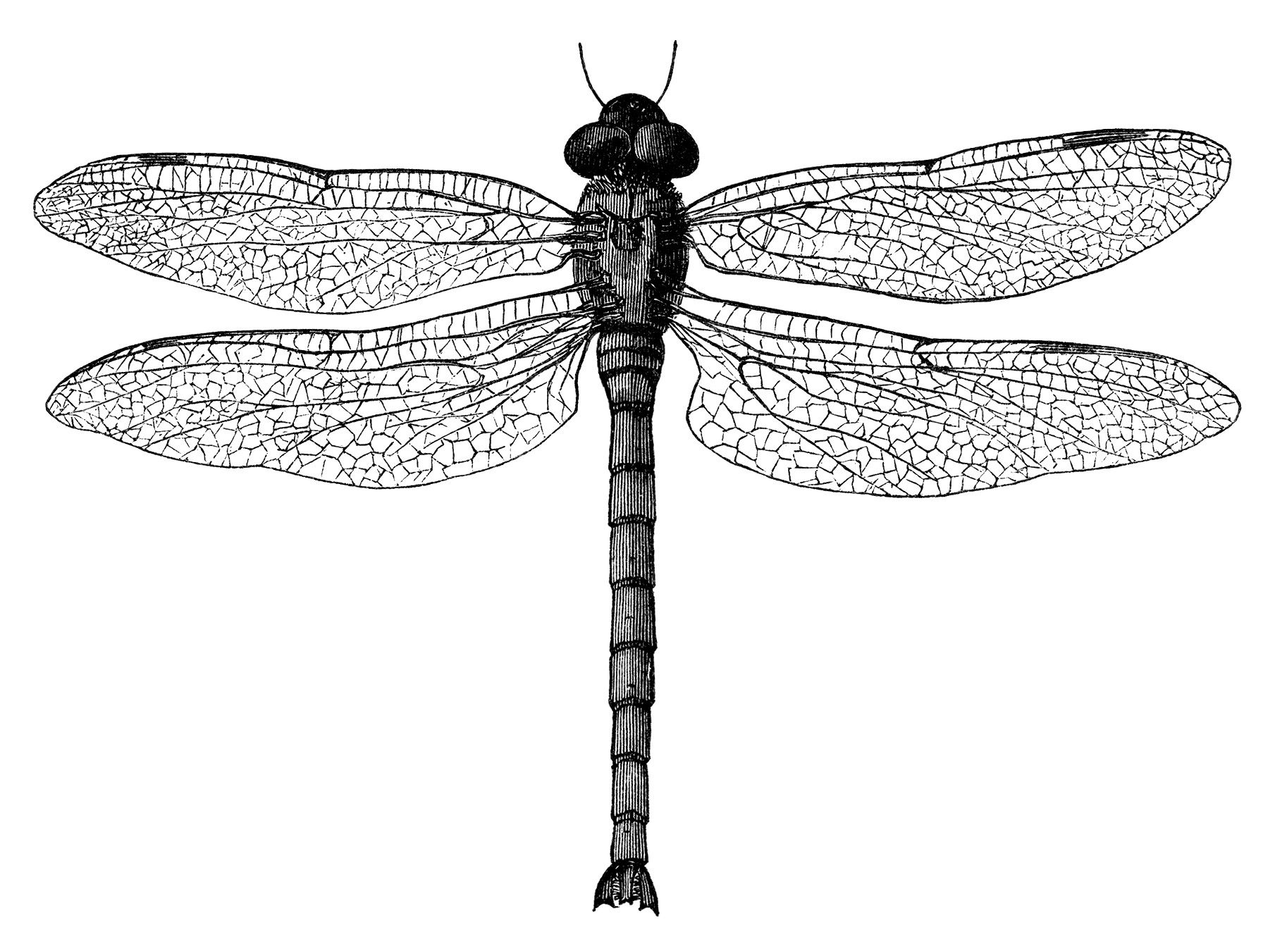 black and white clip art, vintage dragonfly clipart, digital stamp ...