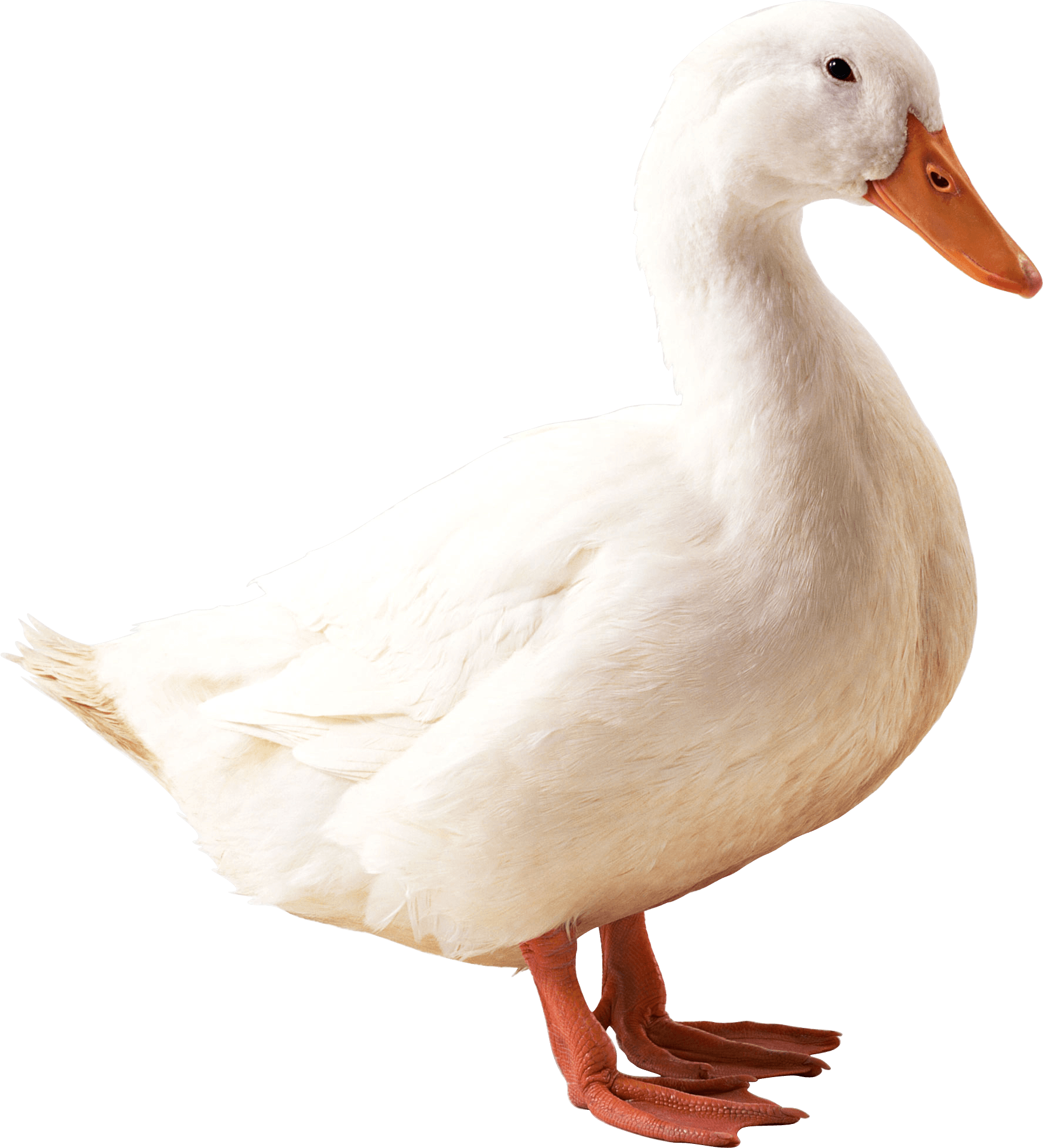 White duck photo