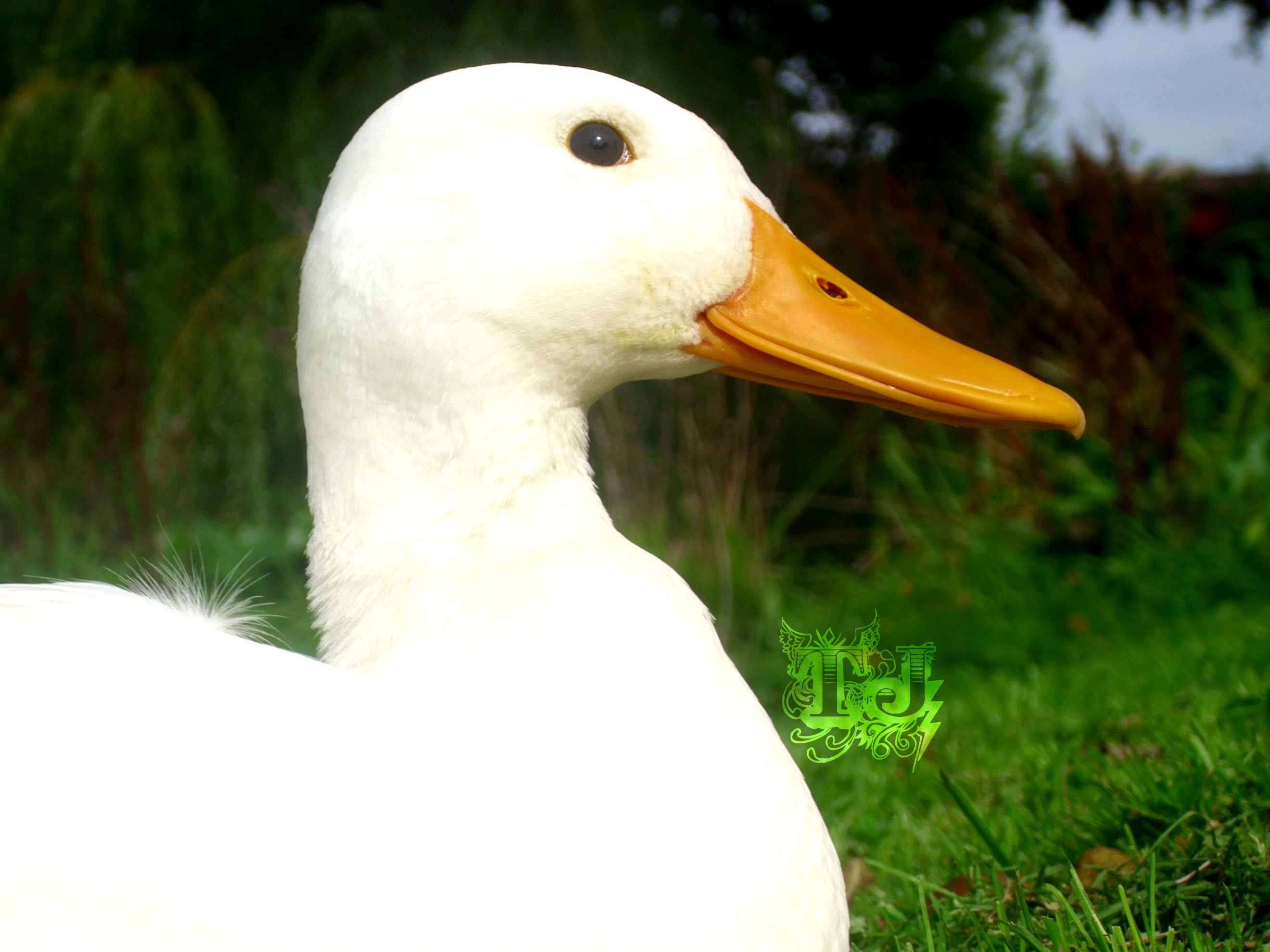White duck by db28-photography on DeviantArt
