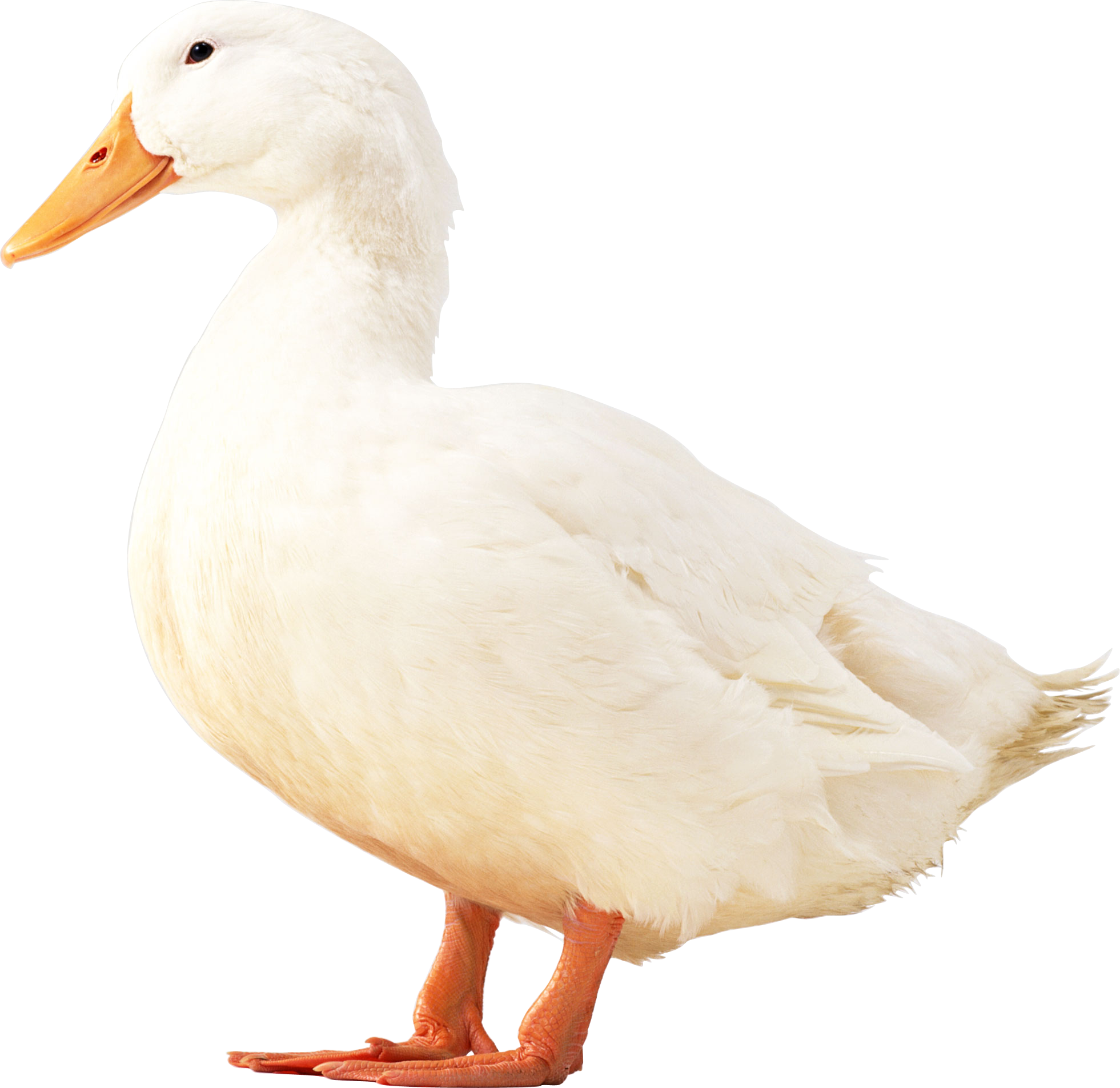White Duck PNG Image - PurePNG | Free transparent CC0 PNG Image Library