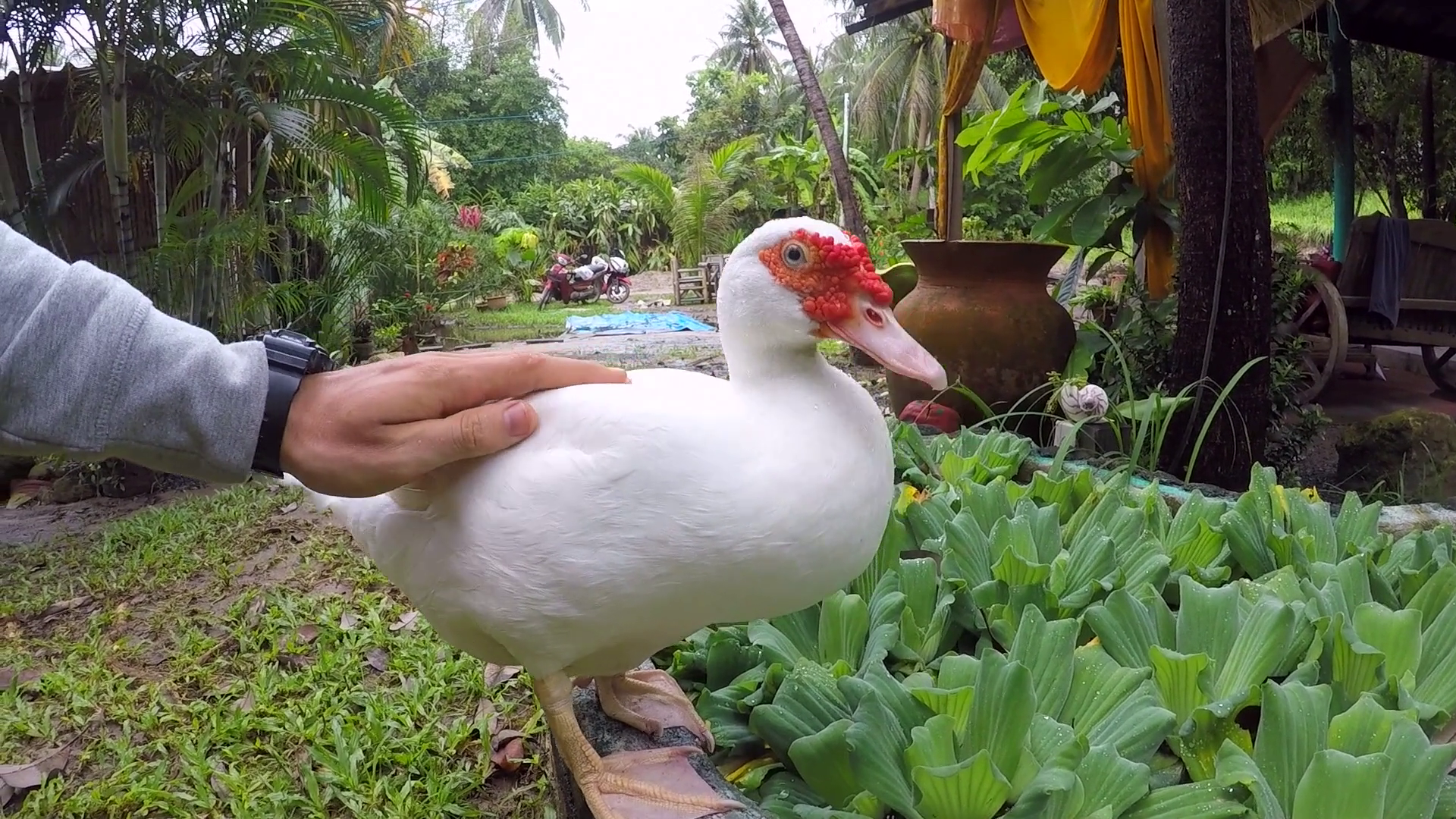 Petting white duck with hand in the garden. GoPro closeup Stock ...