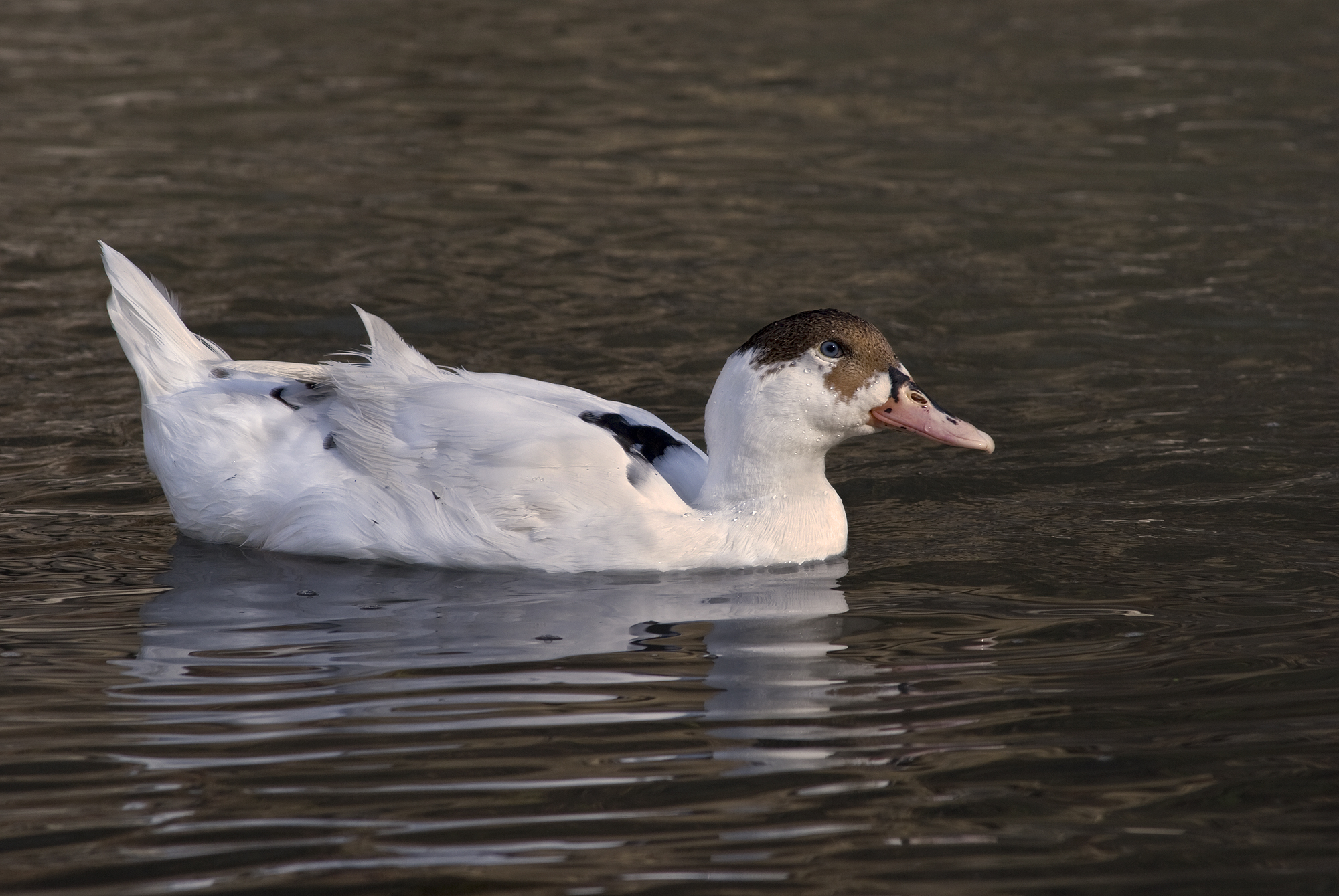 File:White Duck 2.jpg - Wikimedia Commons