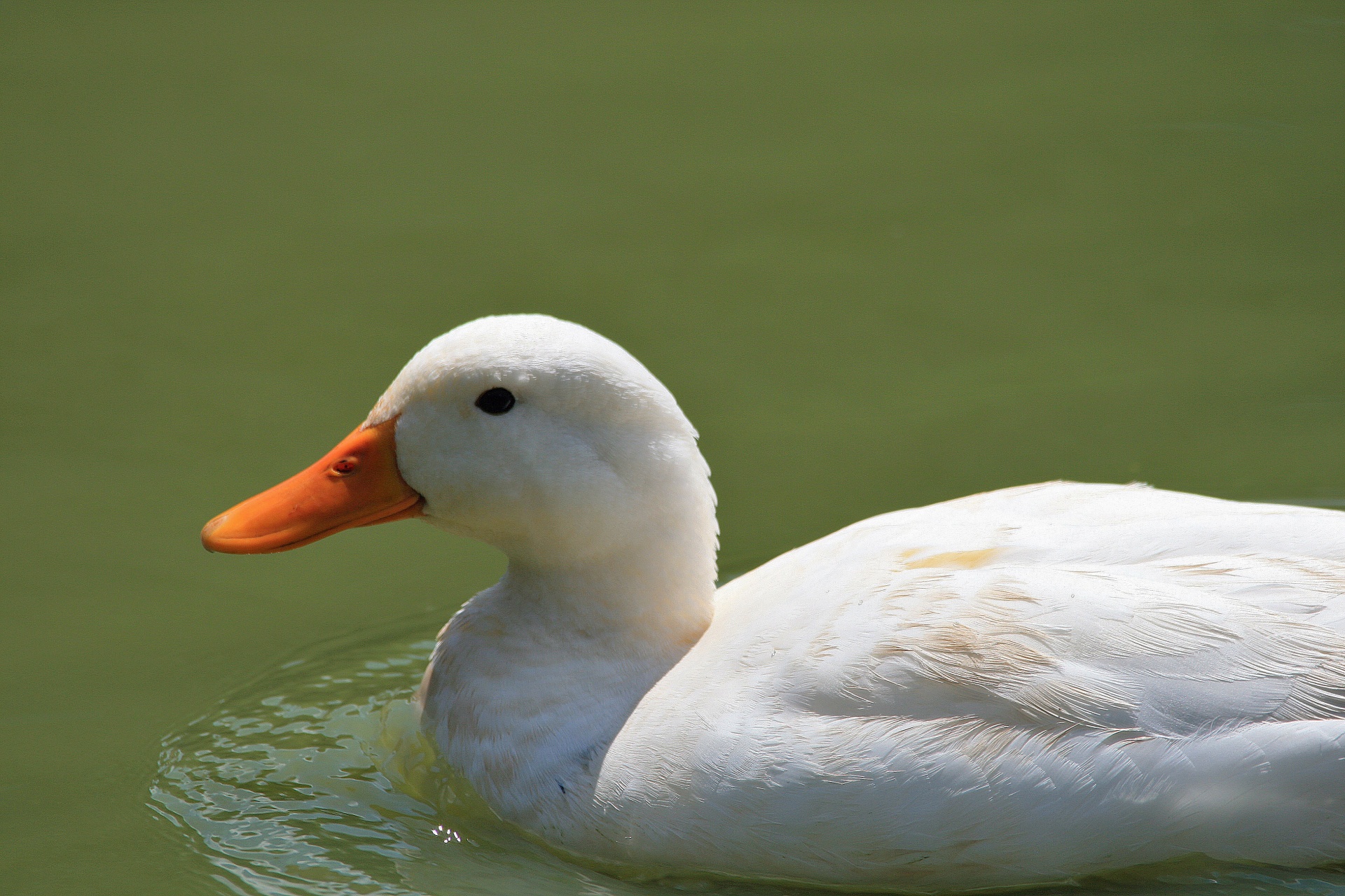 White Duck Free Stock Photo - Public Domain Pictures