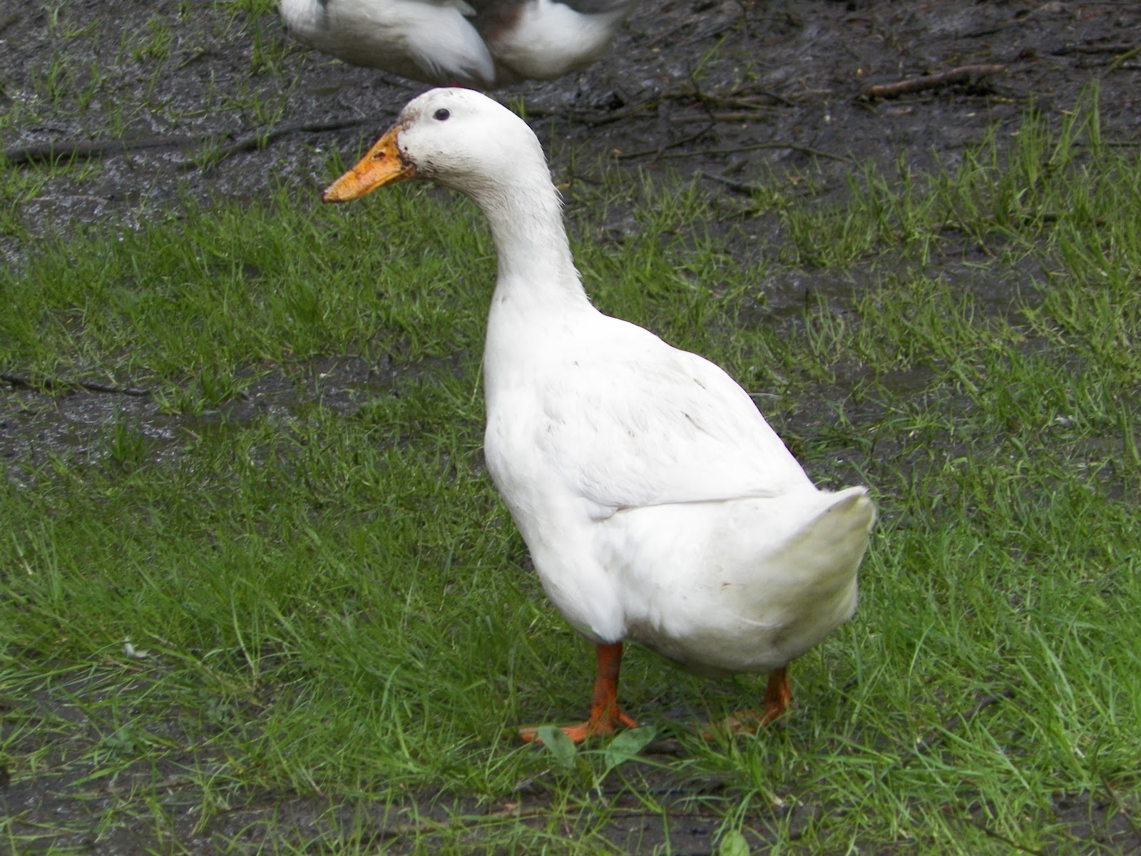 Royal Pekin Ducks Farm: White Pekin Ducks for Sale in Hyderabad-India