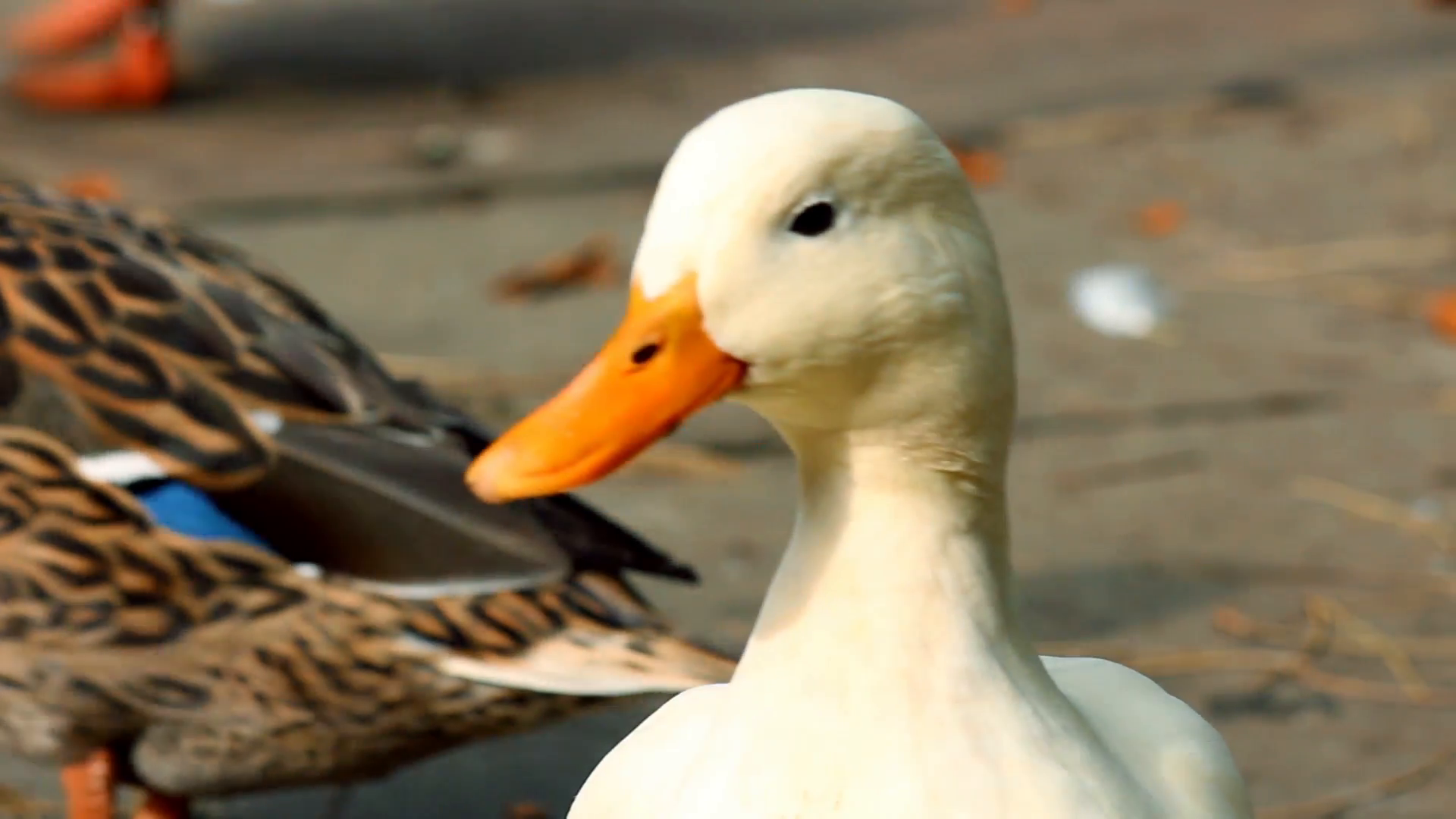 White duck close up Stock Video Footage - Videoblocks
