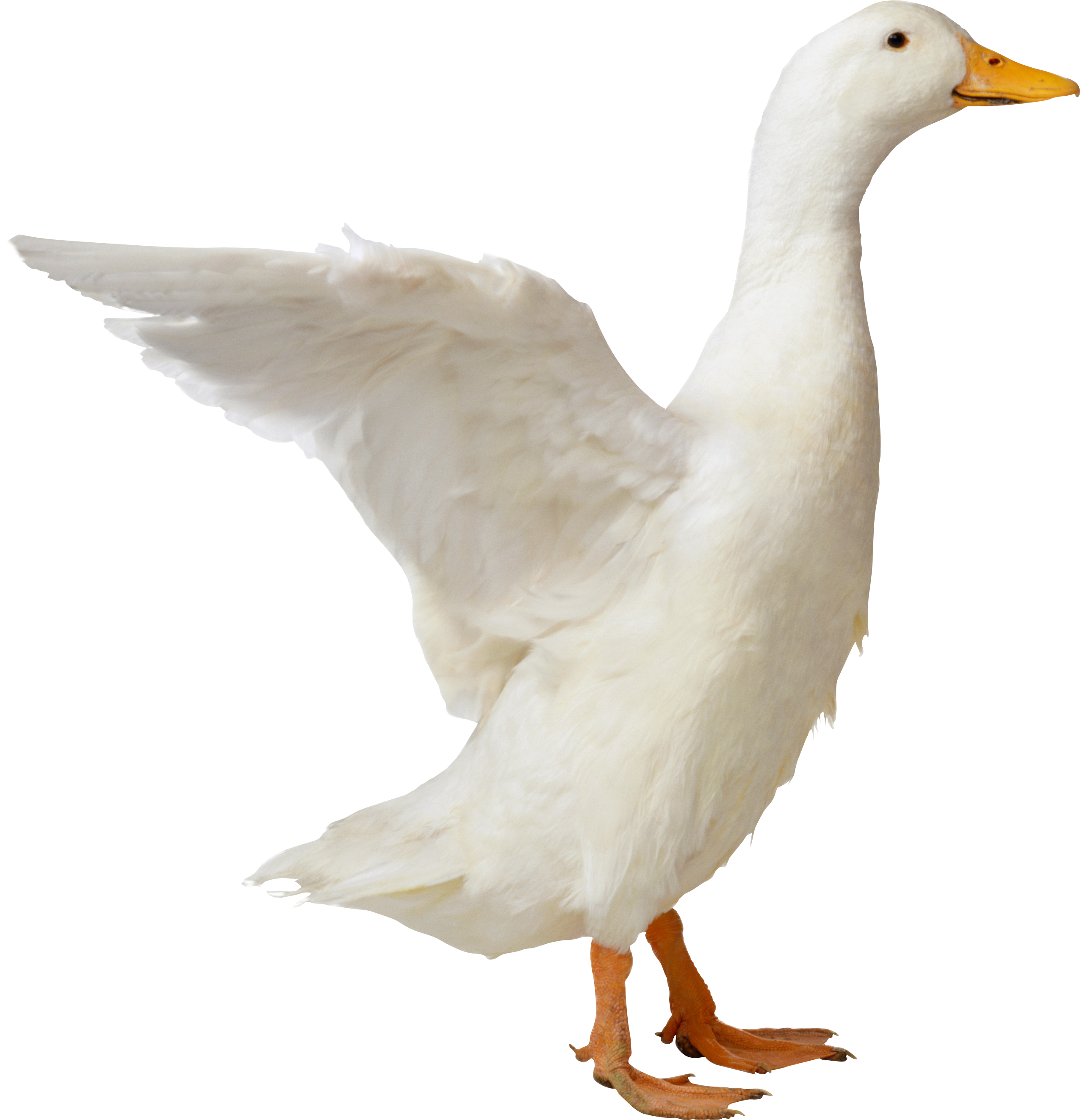 Duck White Background Images | All White Background