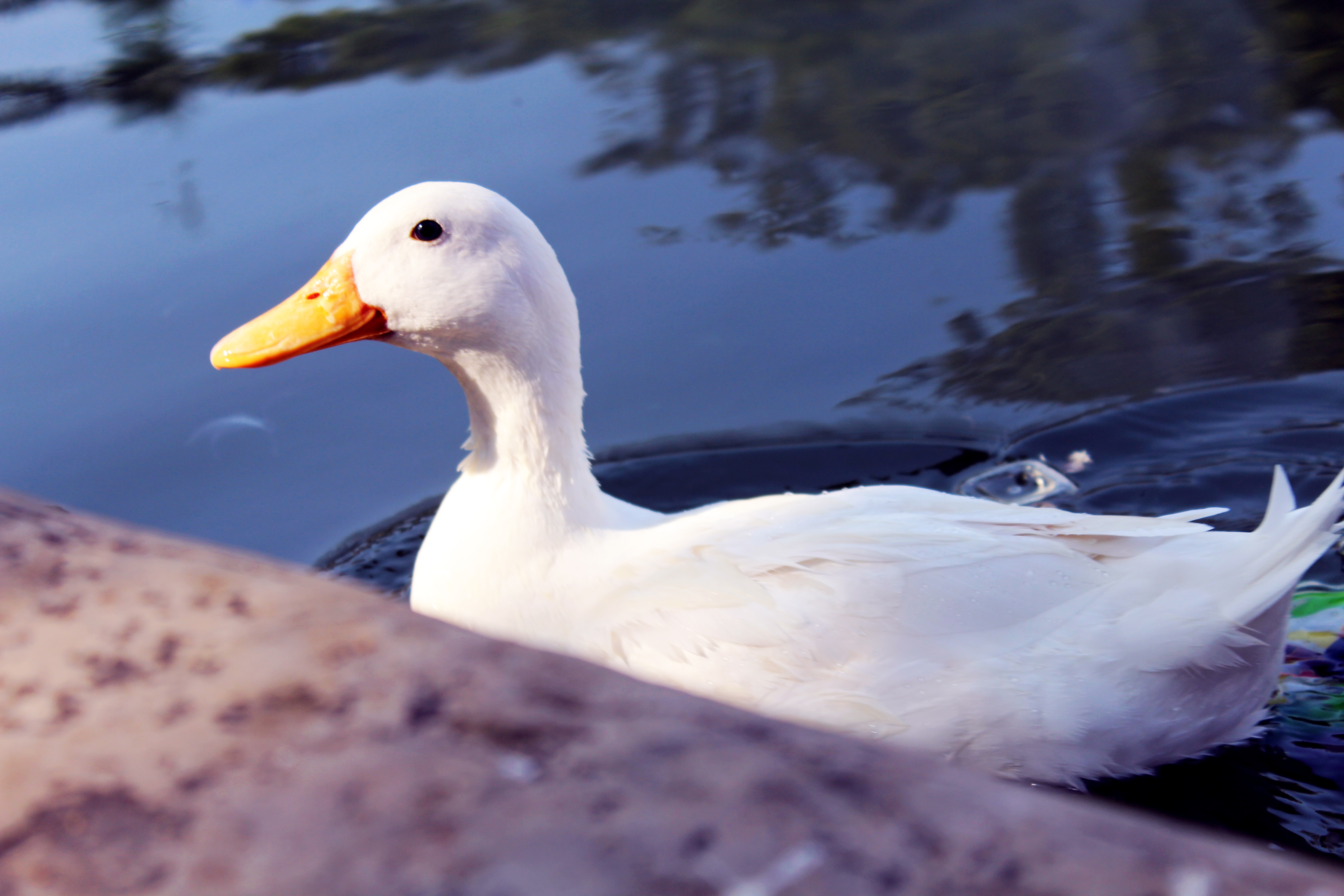 White Duck In Water : Public Domain Pictures