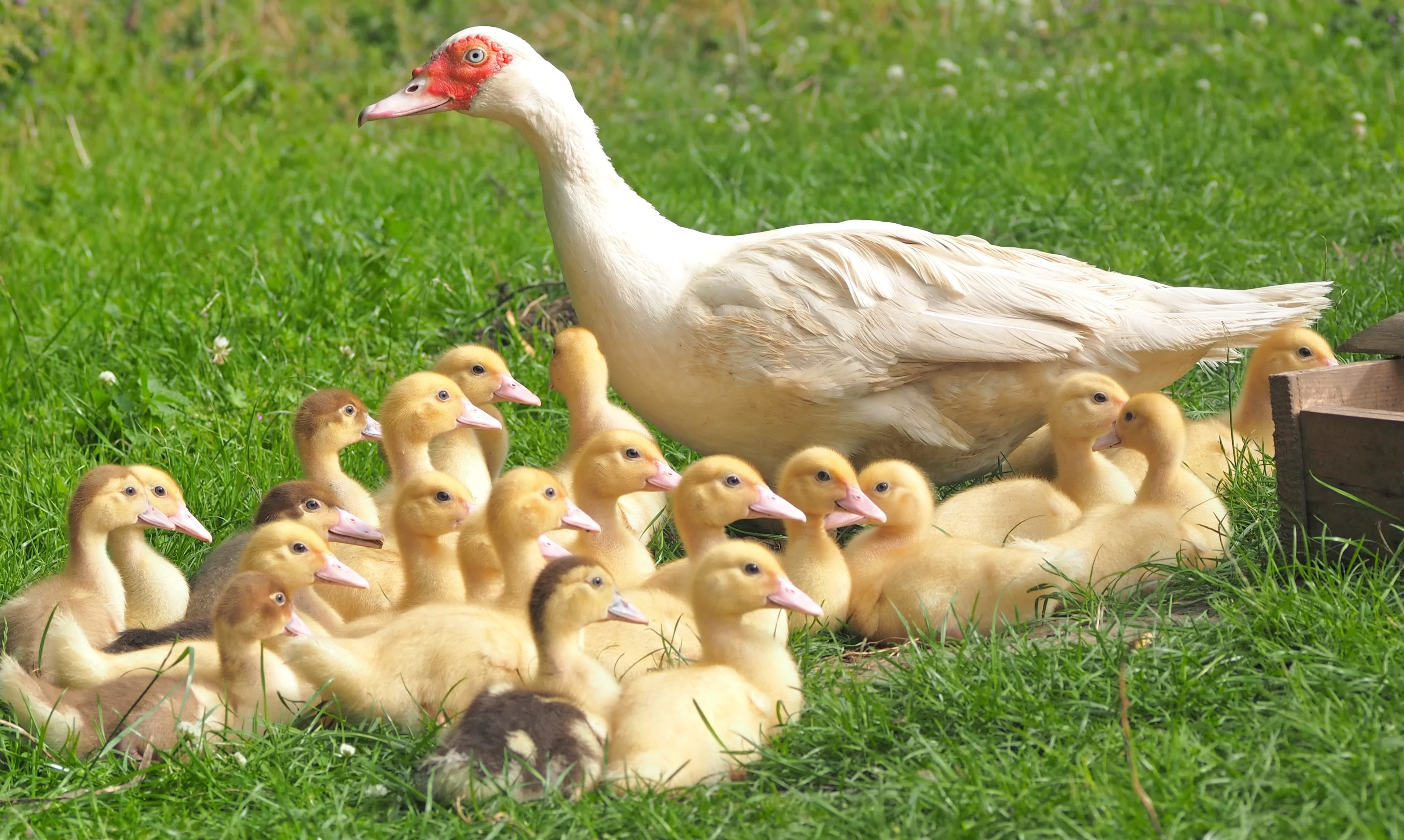 White duck with 22 ducklings in green grass field photo