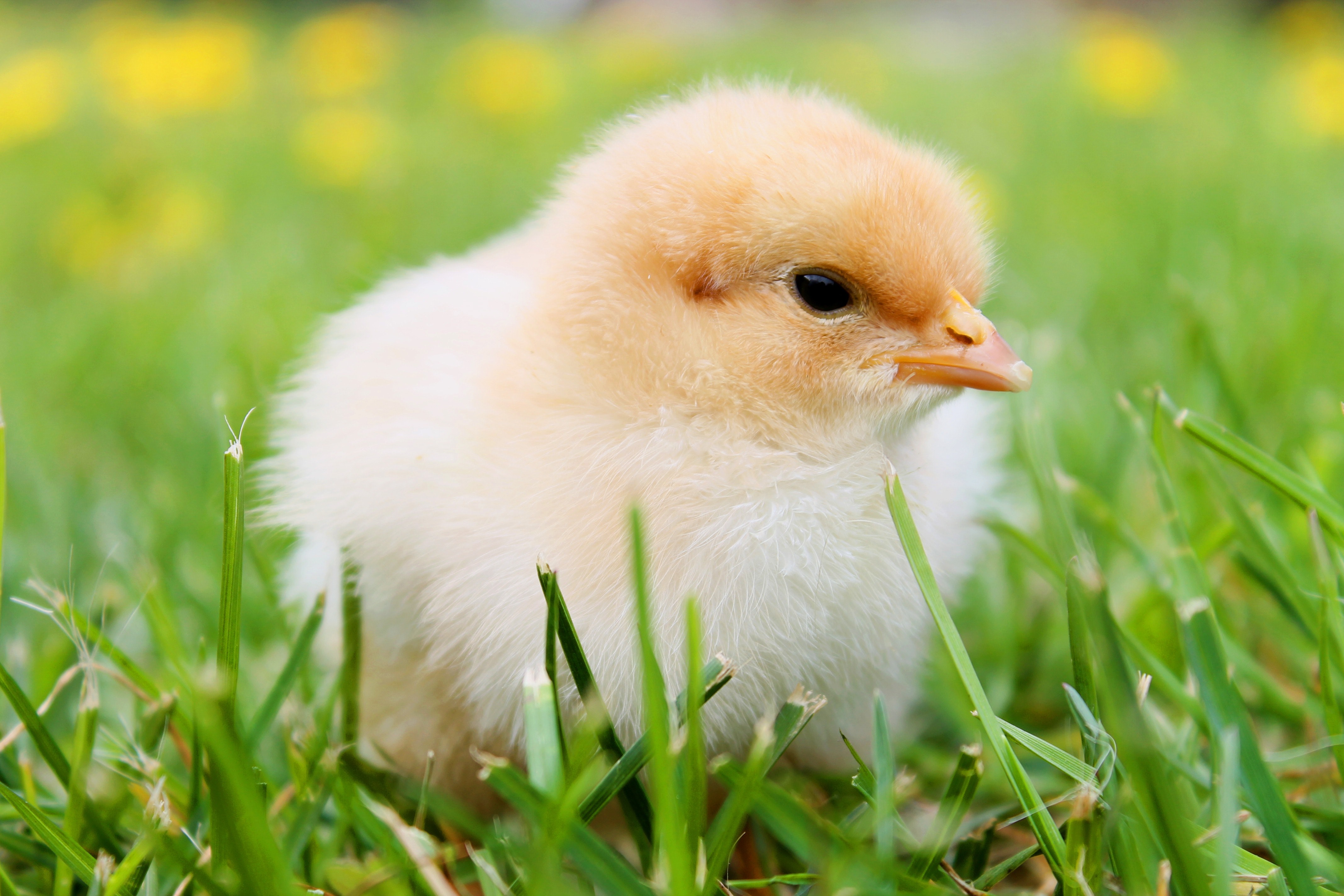 White duckling on grass photo