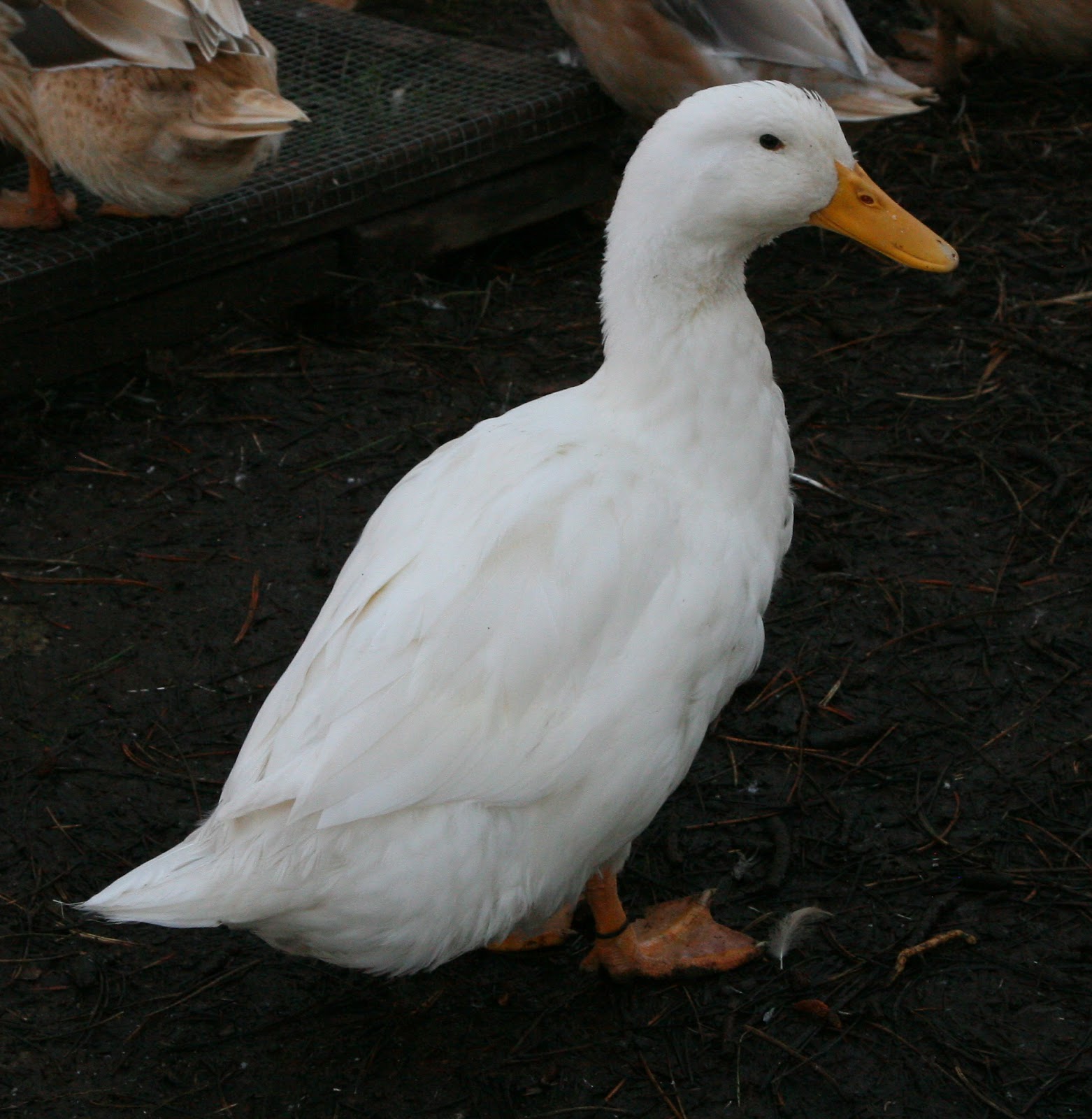 Golden Gaits Garden: White Appleyard Ducks