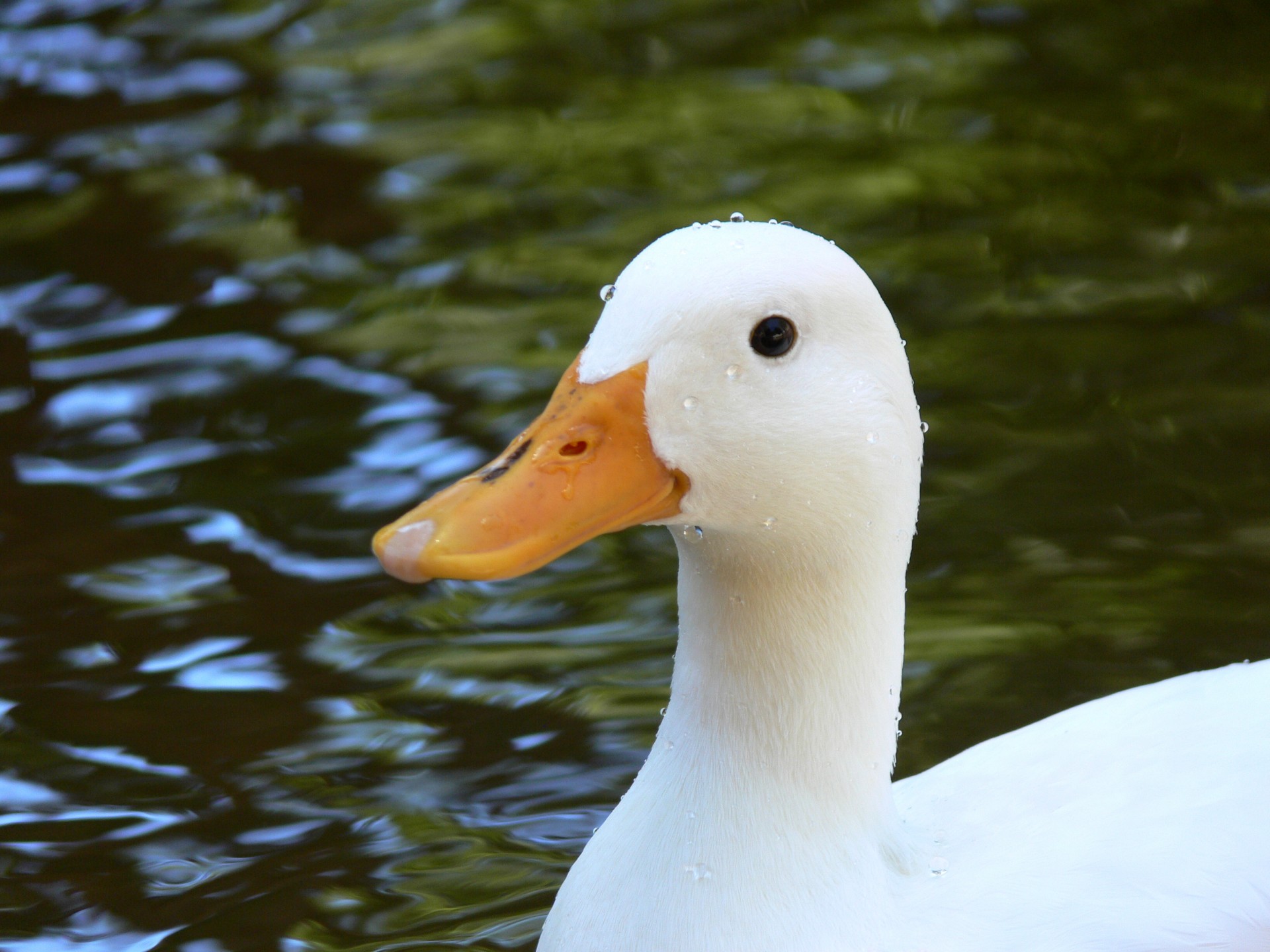 White Duck In Pond Free Stock Photo - Public Domain Pictures