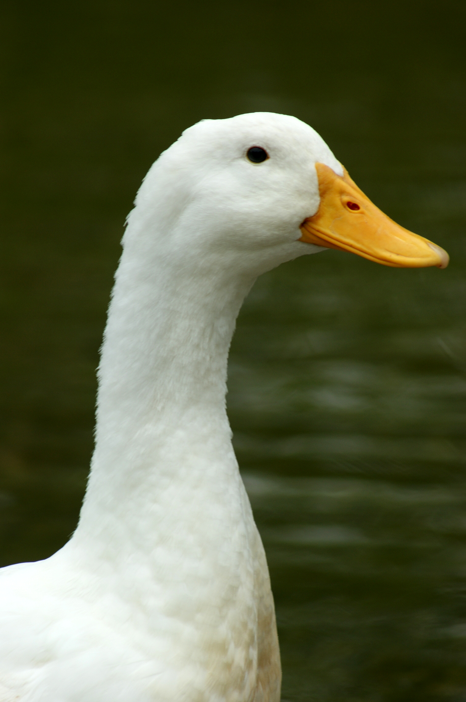 File:Neck of white duck..jpg - Wikimedia Commons