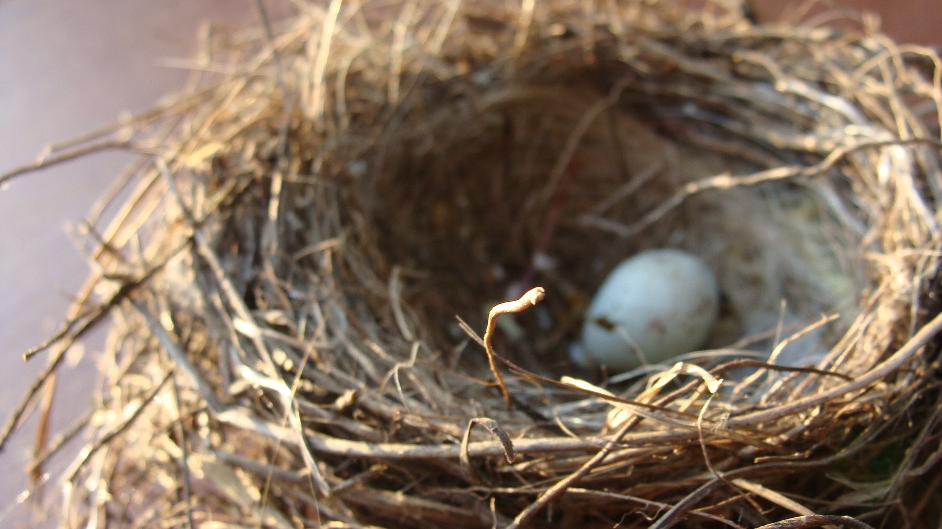White egg on nest photo