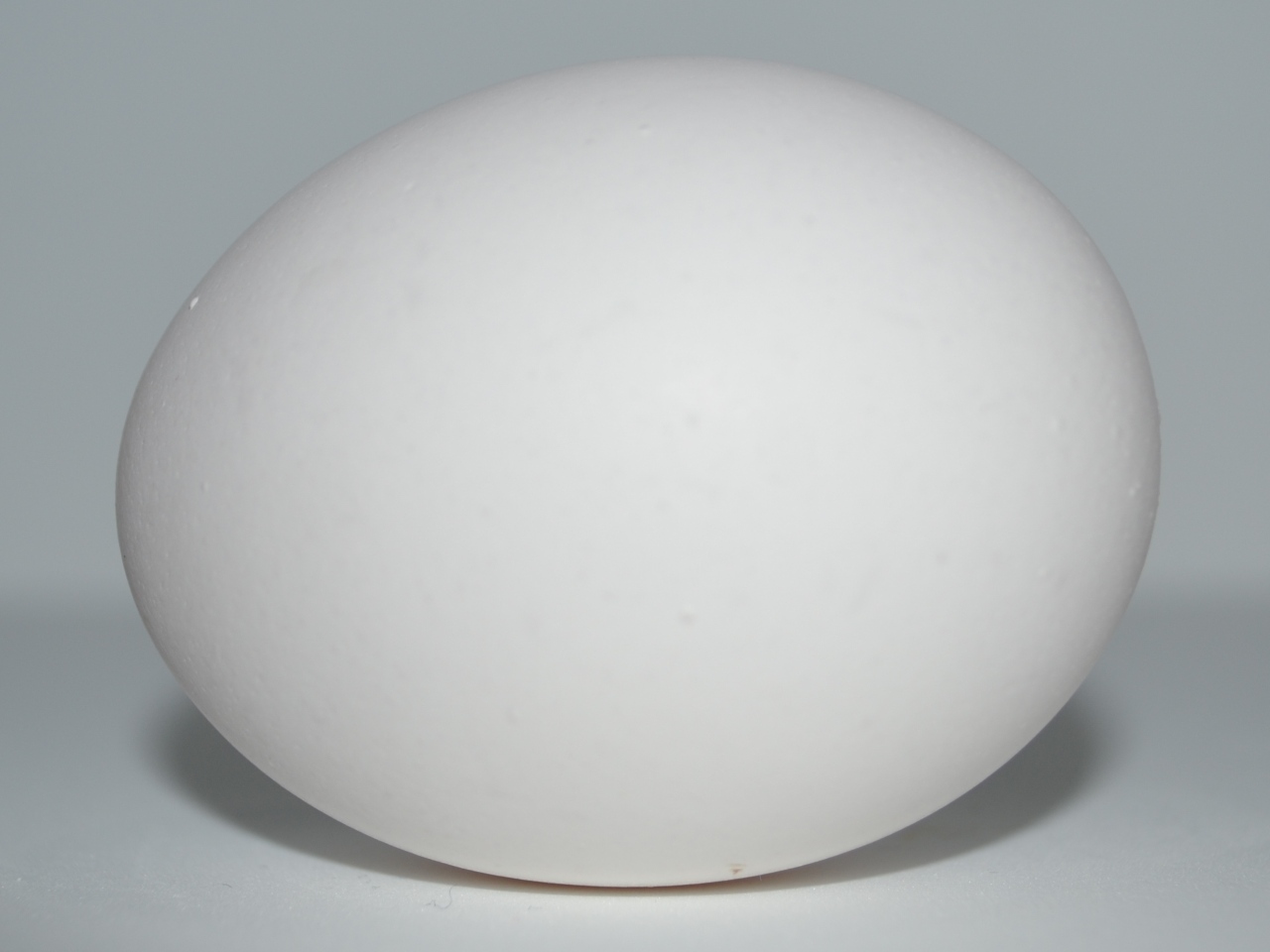 White egg photo