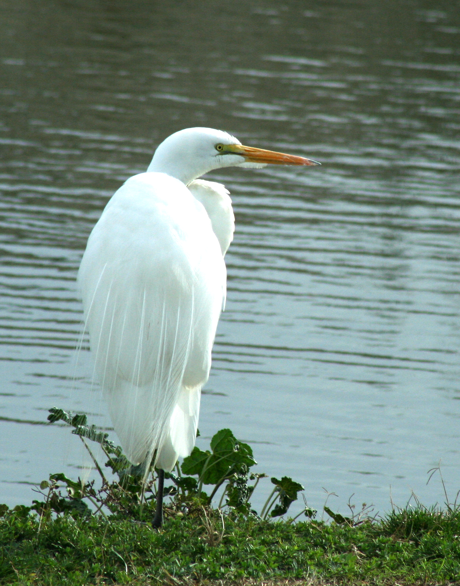 White egret photo