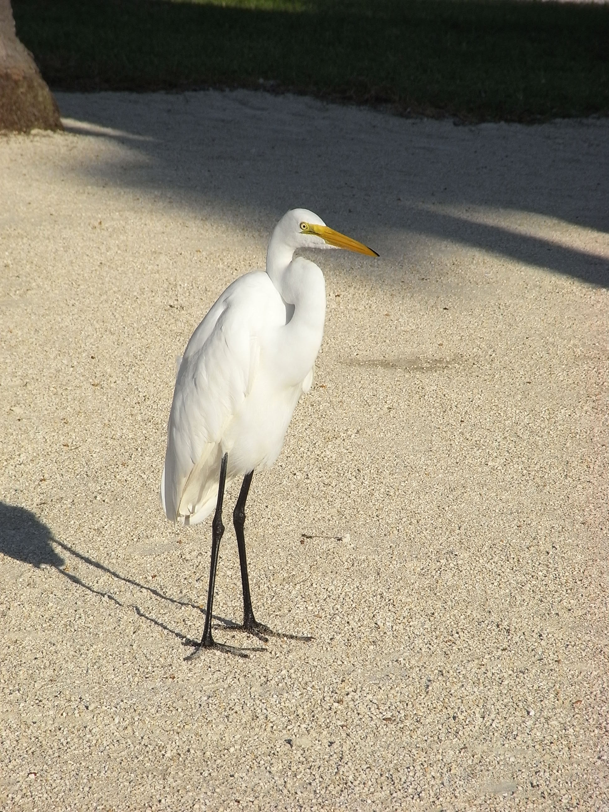 White egret photo