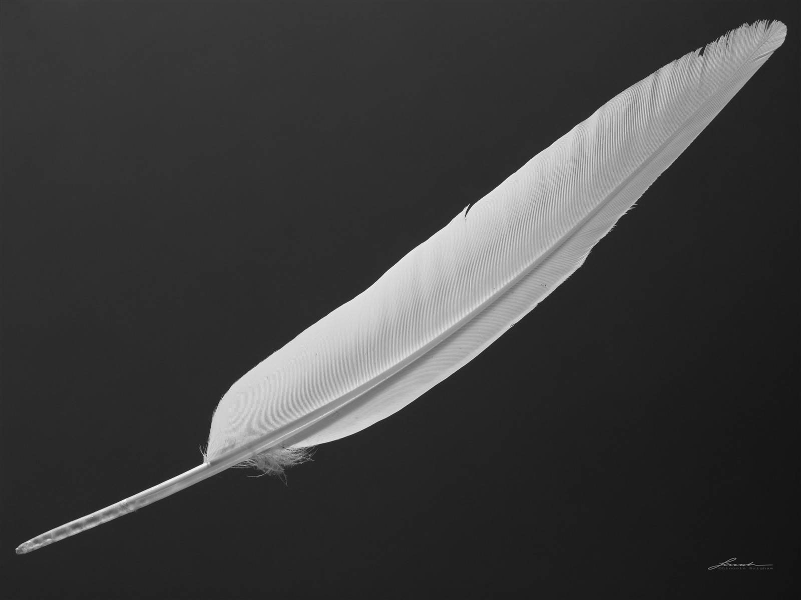 White Feather in Diagonal: LincolnB: Galleries: Digital Photography ...