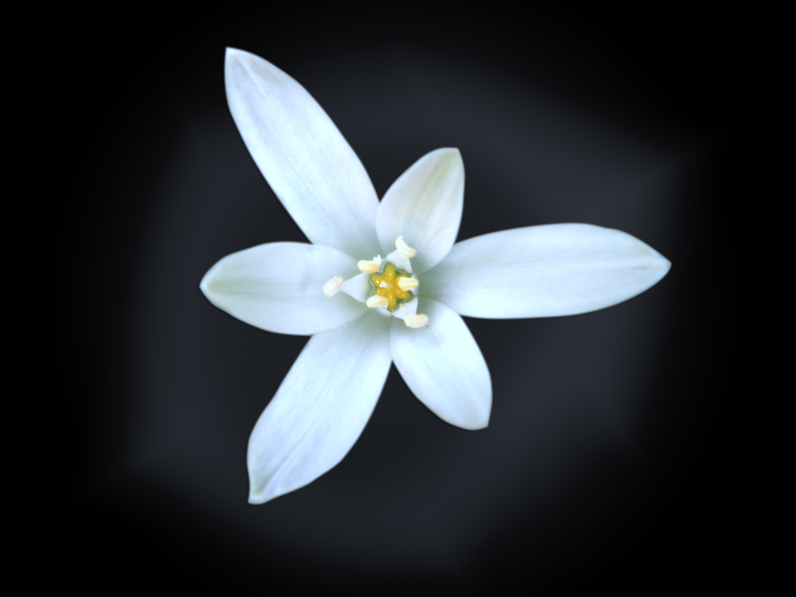 White flower photo