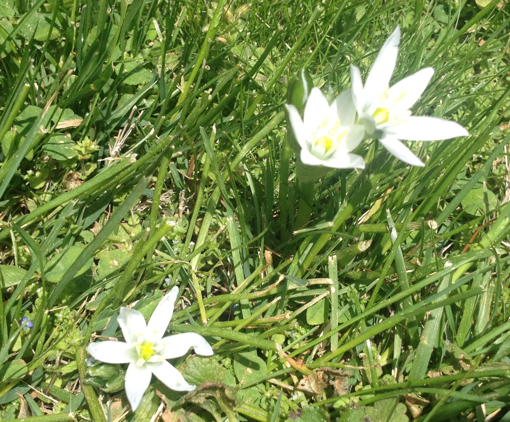 What is the name of this little white flower I found growing in my ...
