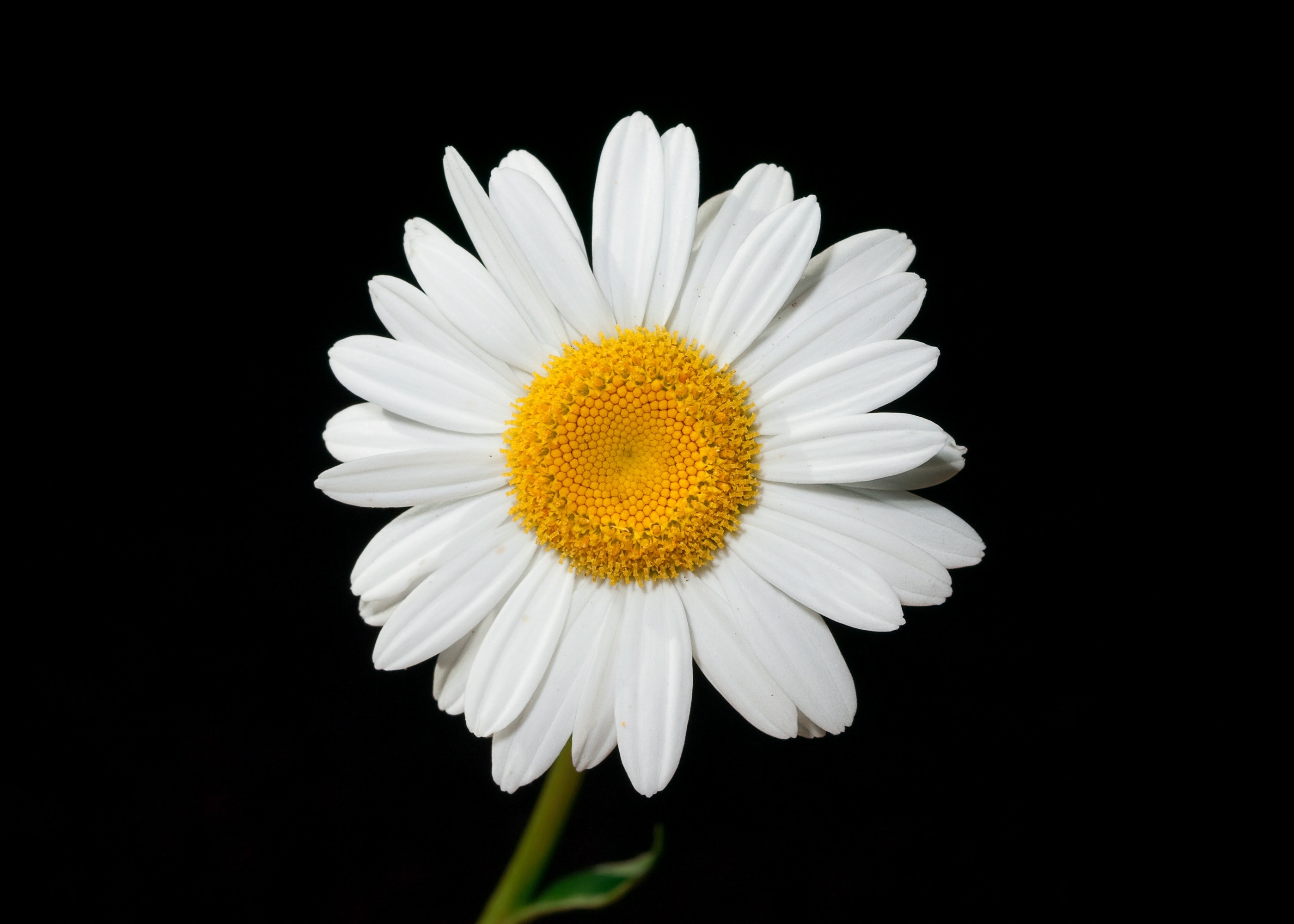 Macro Photography of White Flower · Free Stock Photo