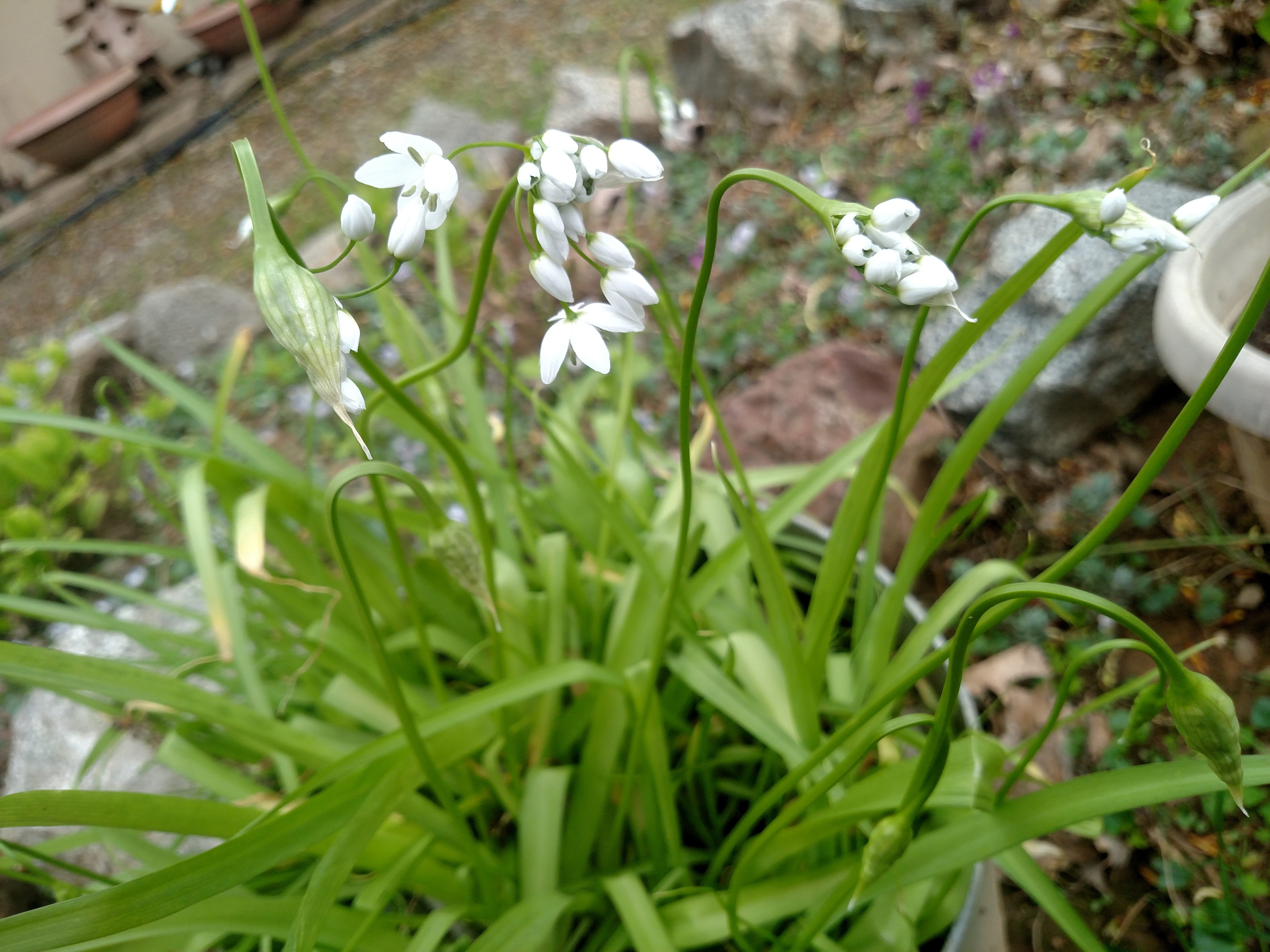 White flower with grass-like foliage - Ask an Expert