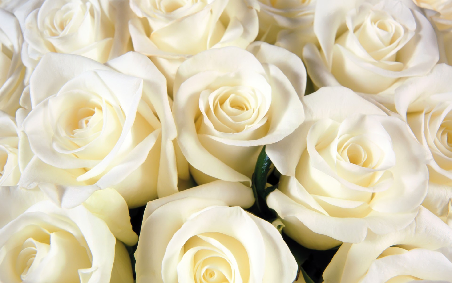 Roses, white, flower (#209018)