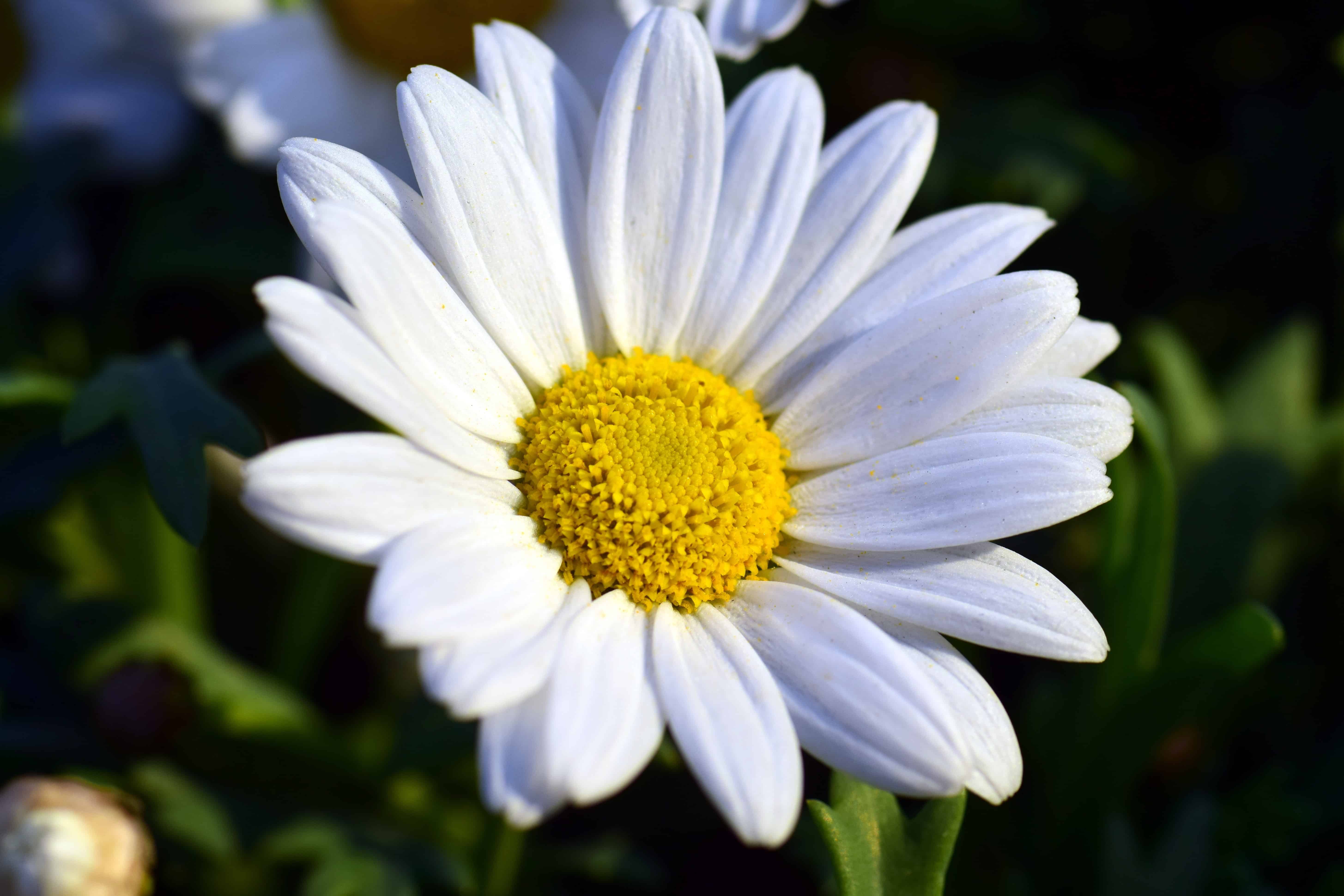 Free picture: blue sky, nature, white flower, horticulture, plant ...