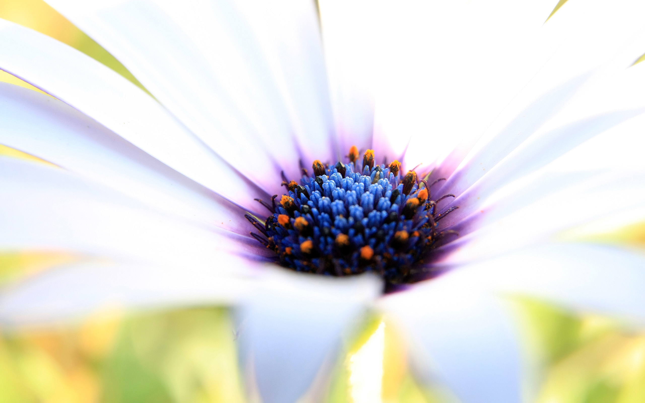Wallpaper White flower, Macro, Close up, Purple, HD, Flowers, #8544